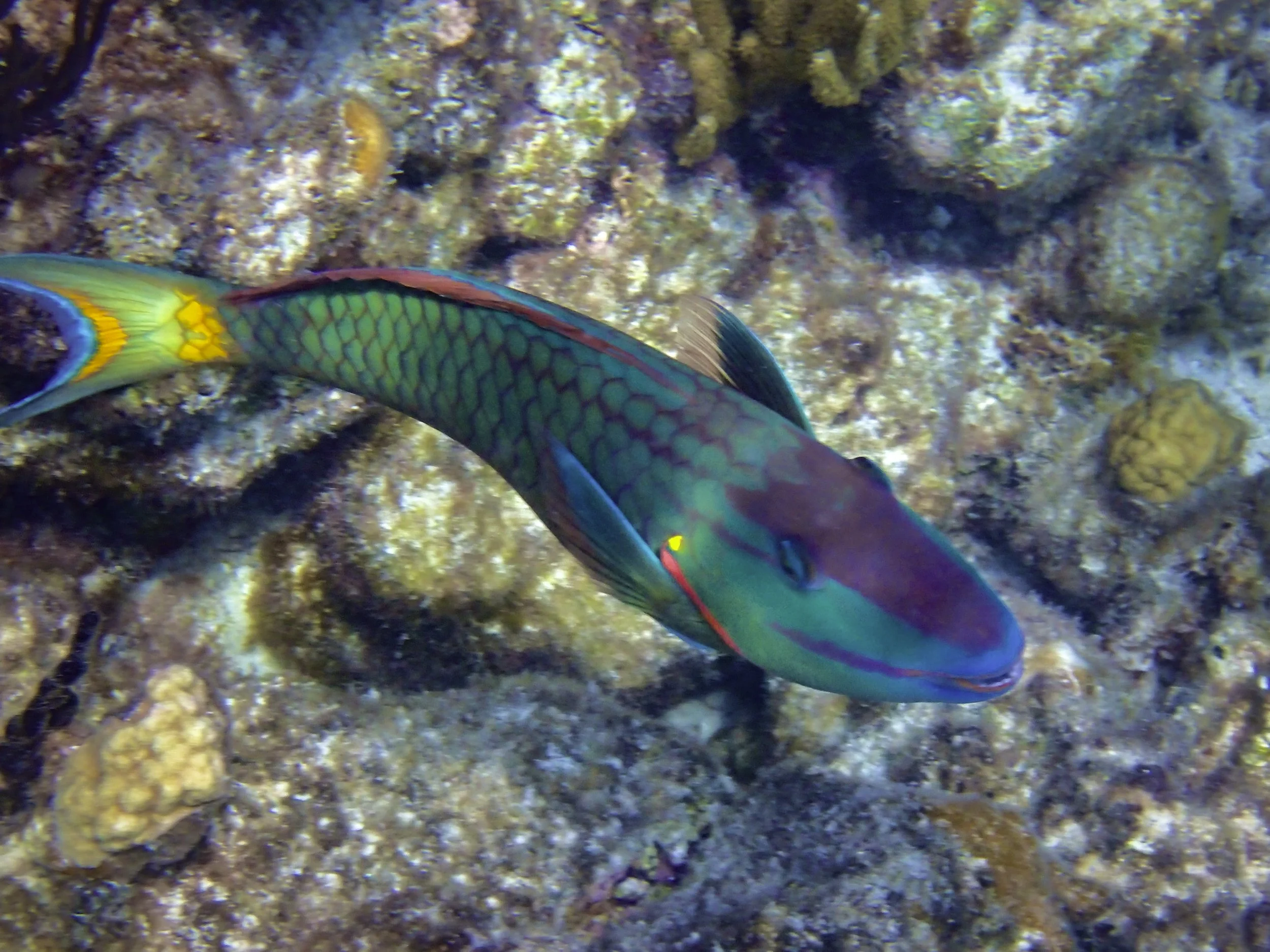 Colorful fish swimming near coral reef