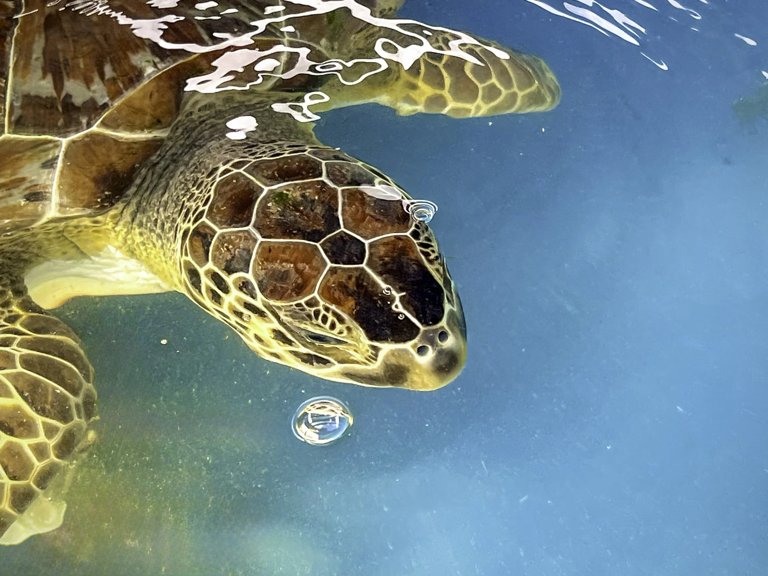 Close-up of a sea turtle swimming underwater, showing its detailed shell and head, with a bubble near its mouth against a blue water background.