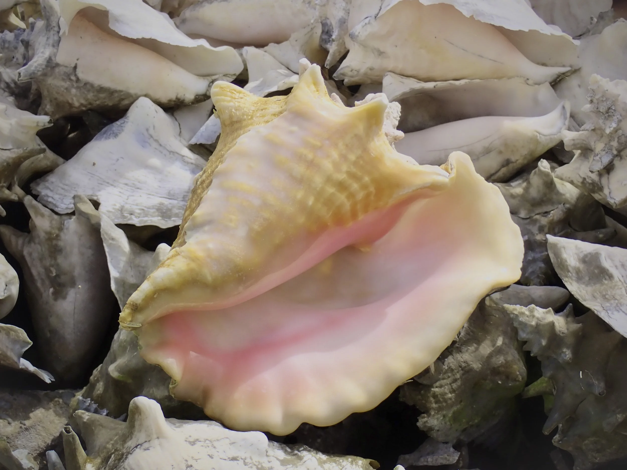 A large pink and orange seashell among various smaller seashells on a beach.