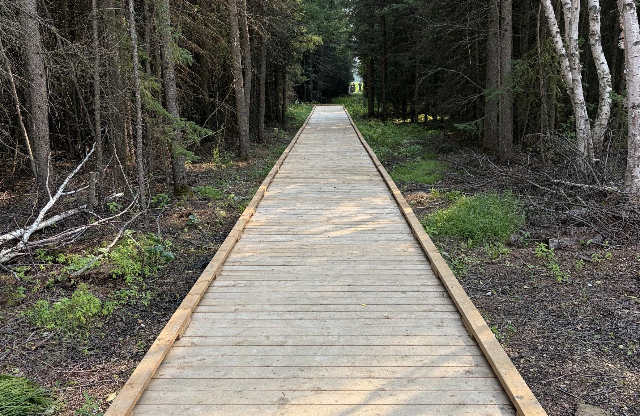 A wooden boardwalk trail through a dense forest with tall trees on both sides, leading to a distant opening with a few people visible in the background.