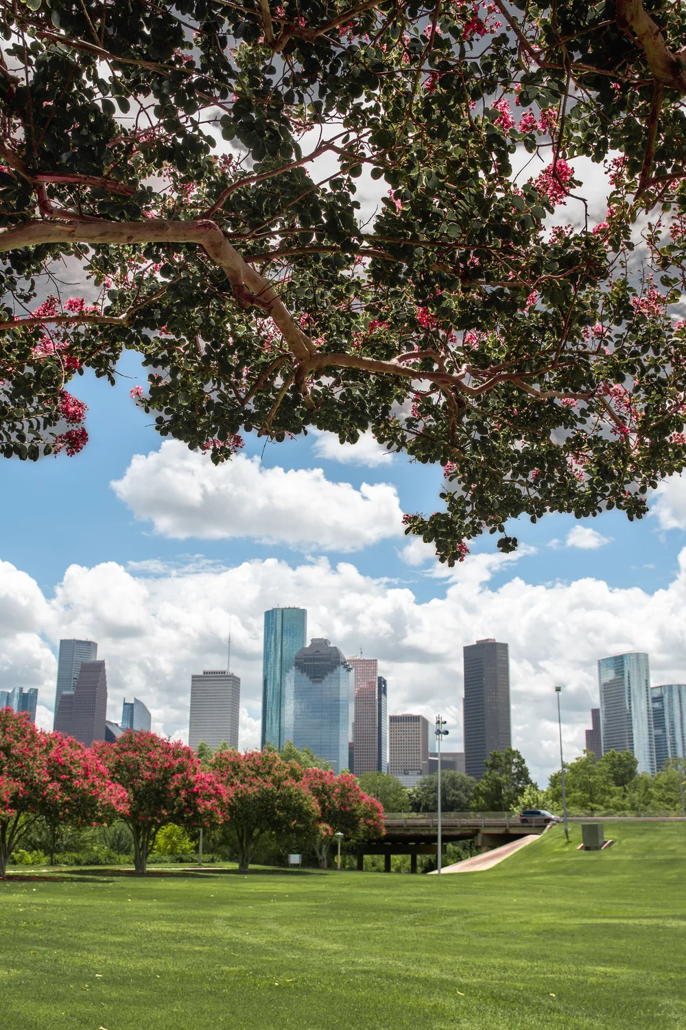 Houston skyline framed by flowering trees