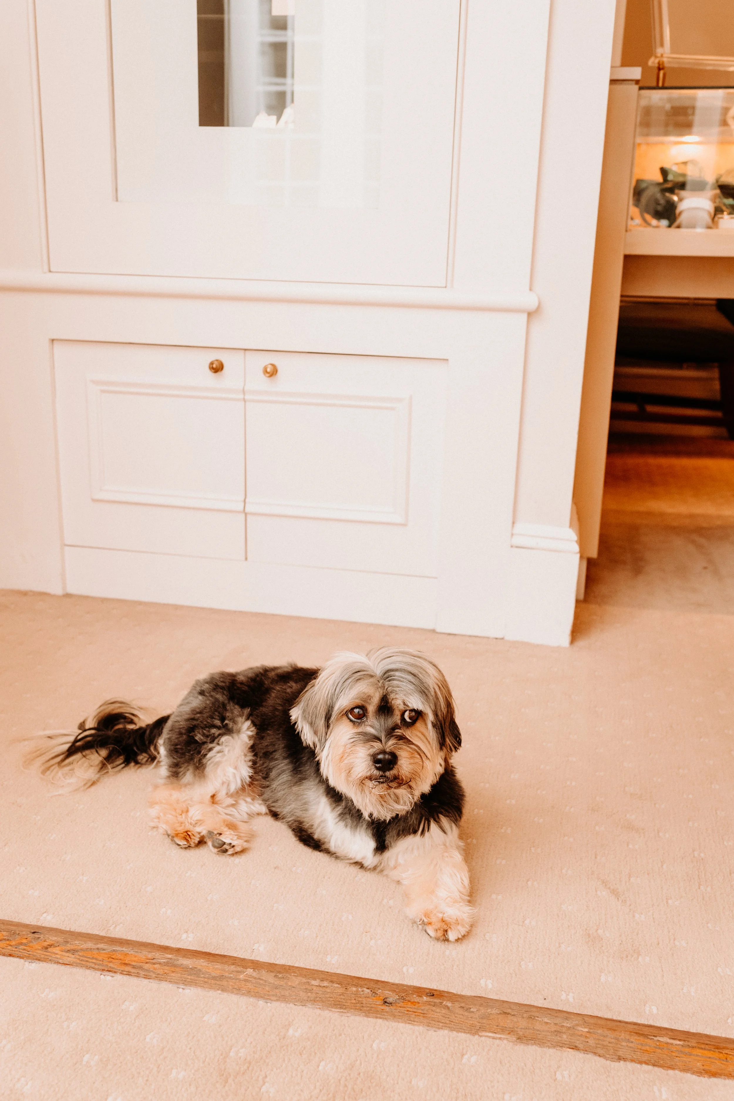 dog laying down