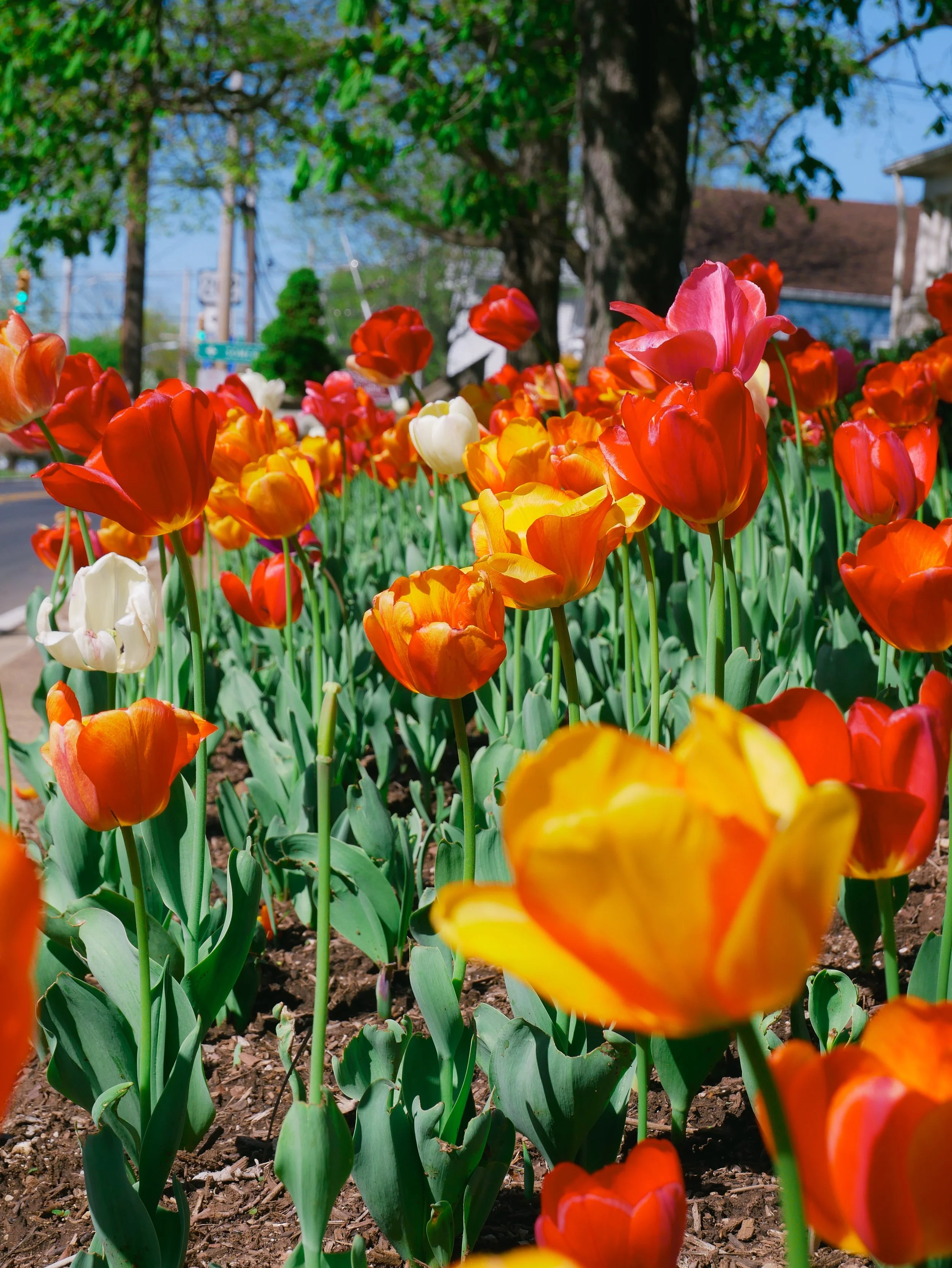 Colorful tulips in a garden with a tree, houses, and blue sky in the background.