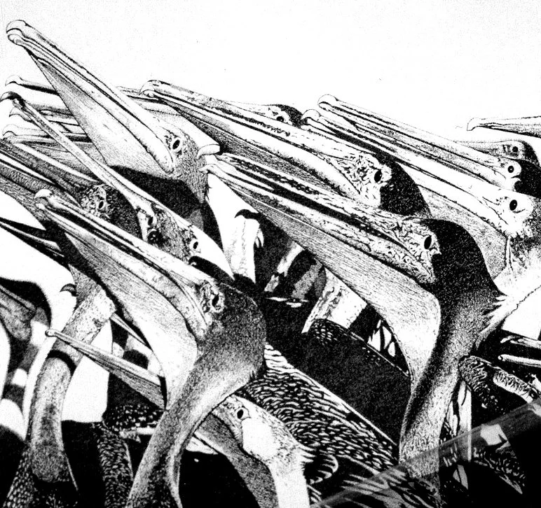 Black and white art of flying pelicans gathered together.