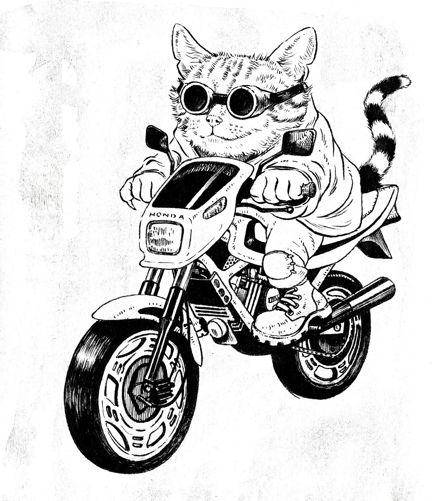 Motorcycle Cat-web.jpg