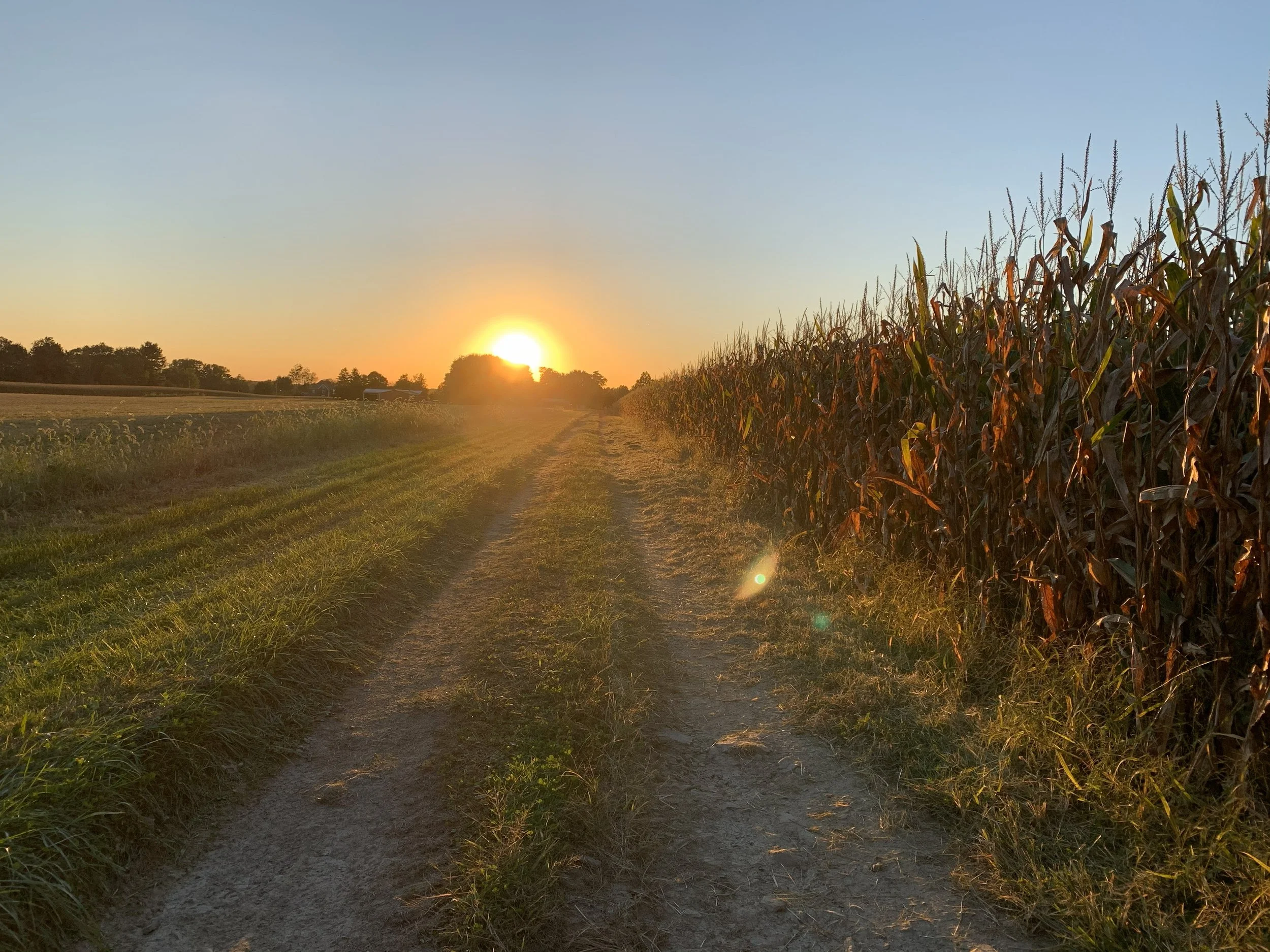 A dirt path running between a cornfield on the right and an open grassy field on the left, with the sun setting on the horizon.