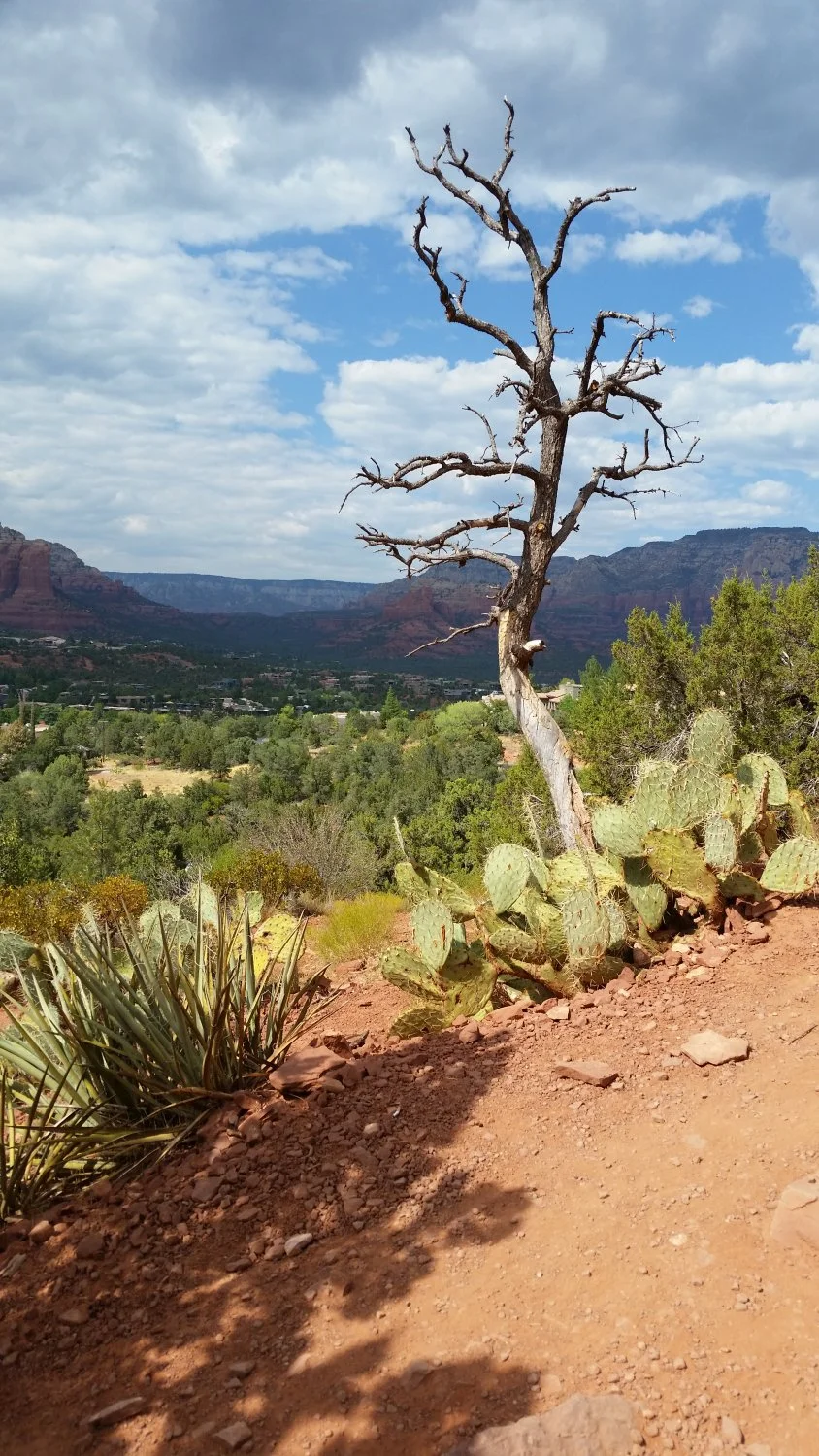 A dry, leafless tree stands against a scenic background of green shrubs, distant mountains, and a partly cloudy sky.