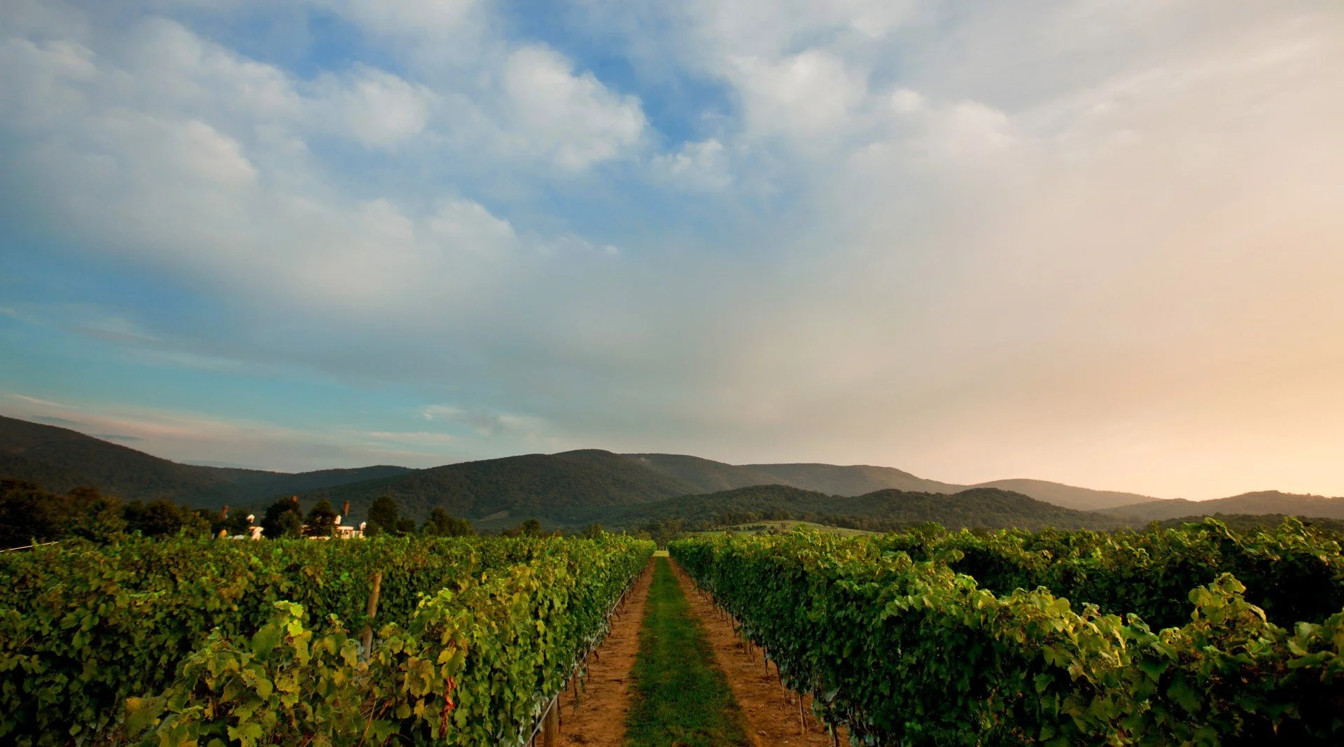 King Family Vineyard