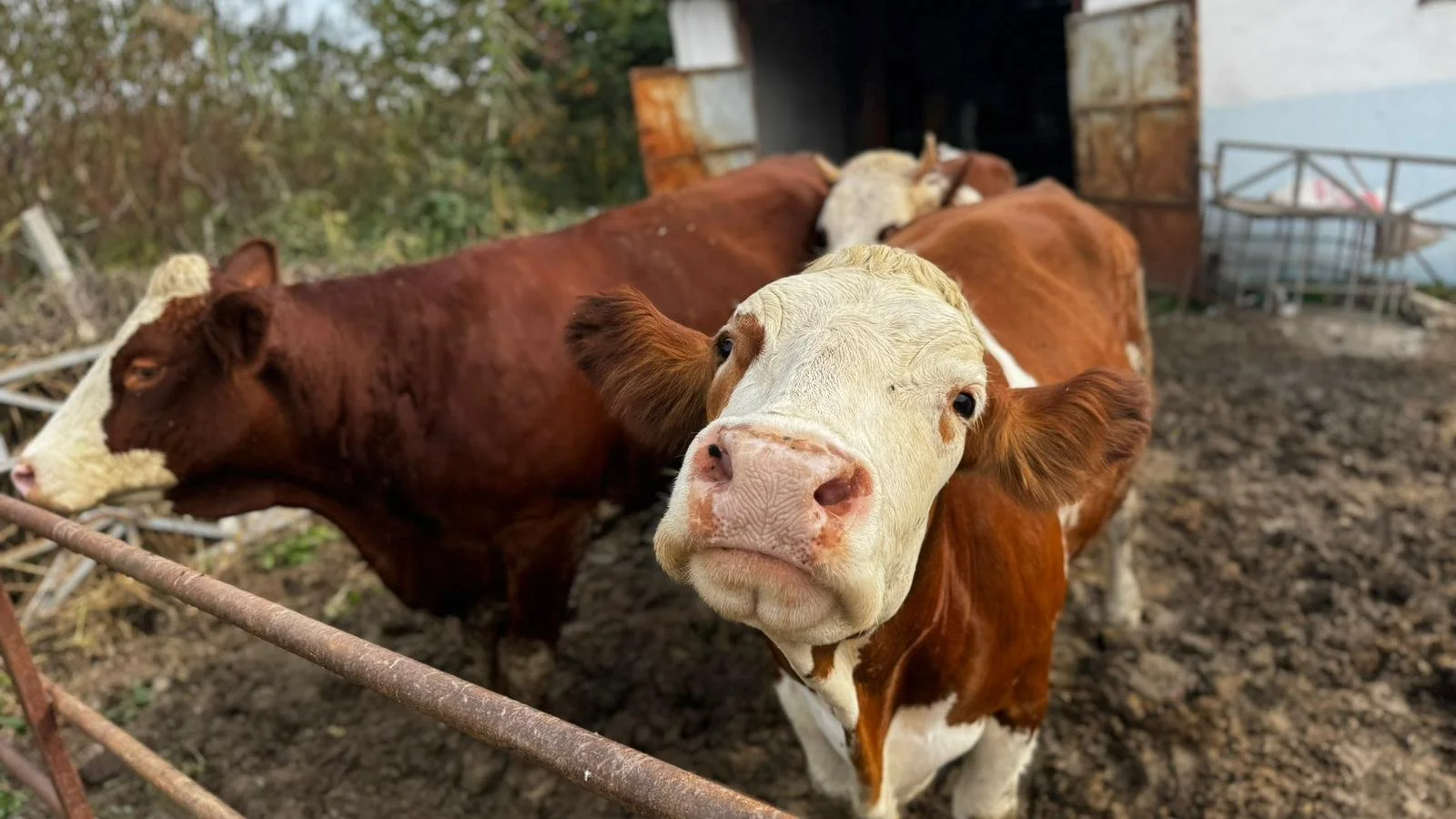 WhatsApp Image 2026-01-24 at 13.18.22.jpeg