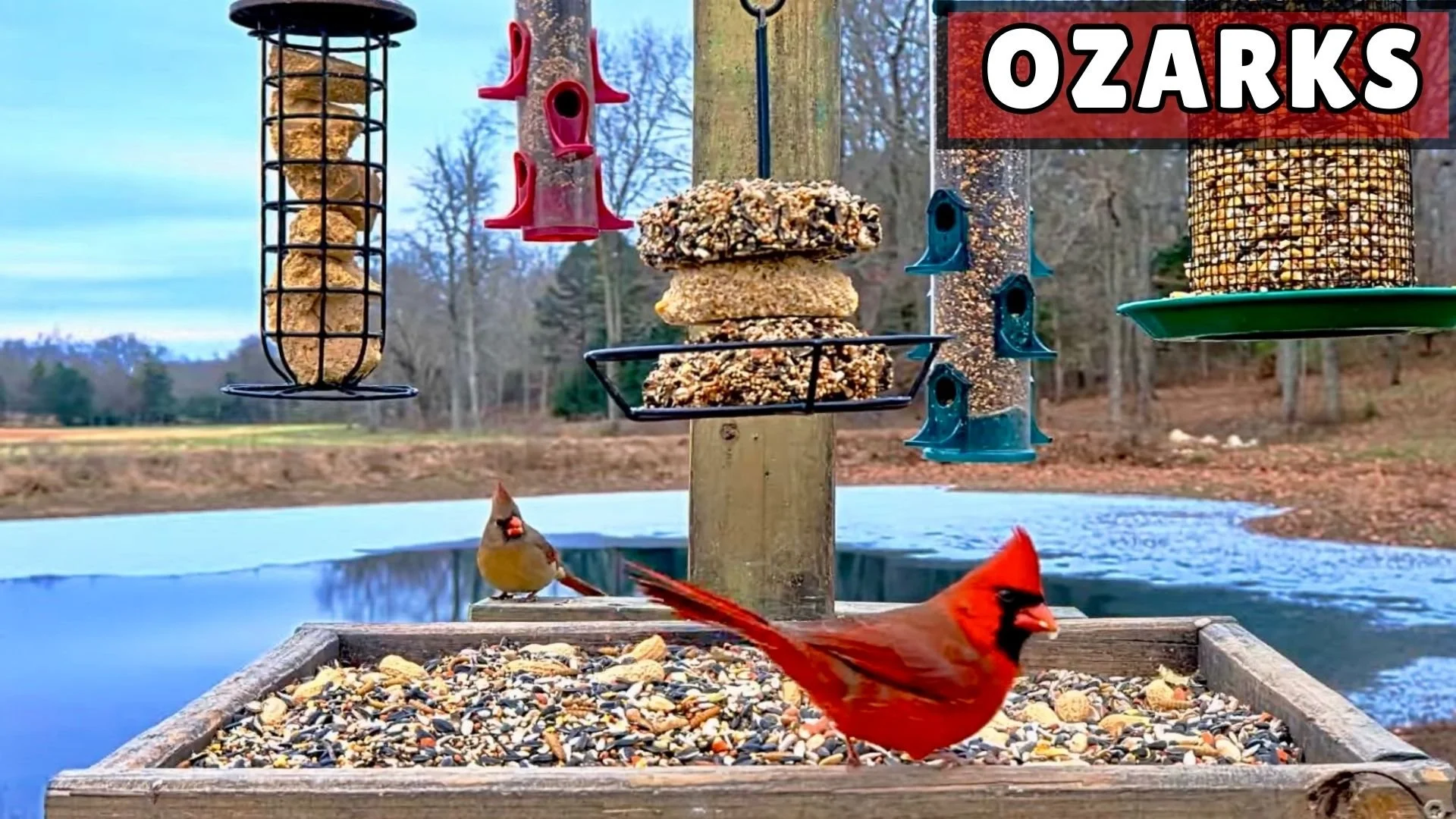Bird feeder with colorful birdseed hanging outside, with two birds (a cardinal and a finch) near a pond and trees in the background, and a red sign reading 'Ozarks' in the top right corner.