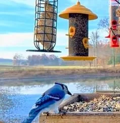 Blue jay bird near a bird feeder by a pond, with a blue sky and trees in the background.