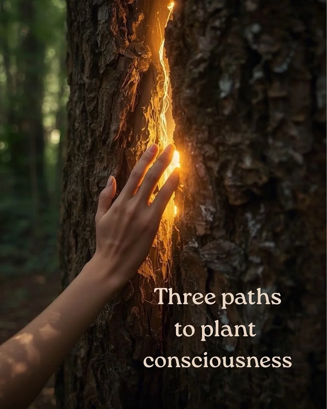 Some musings from me on the magical world of plant communication. I love teaching about these paths and practices 🌱🙏 I&rsquo;l be sharing details about my overnight immersion in October soon. 

#treewisdom #treestory #talkingtotrees #plantconscious