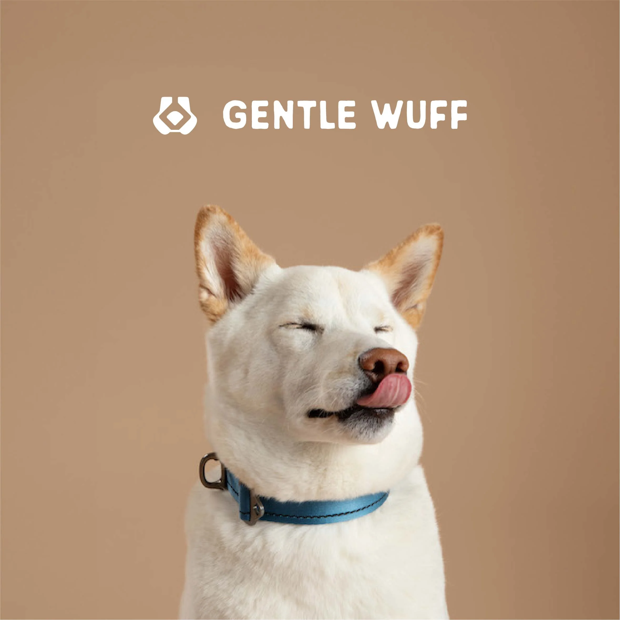 Brand creation and product storytelling for a modern dog gear brand.