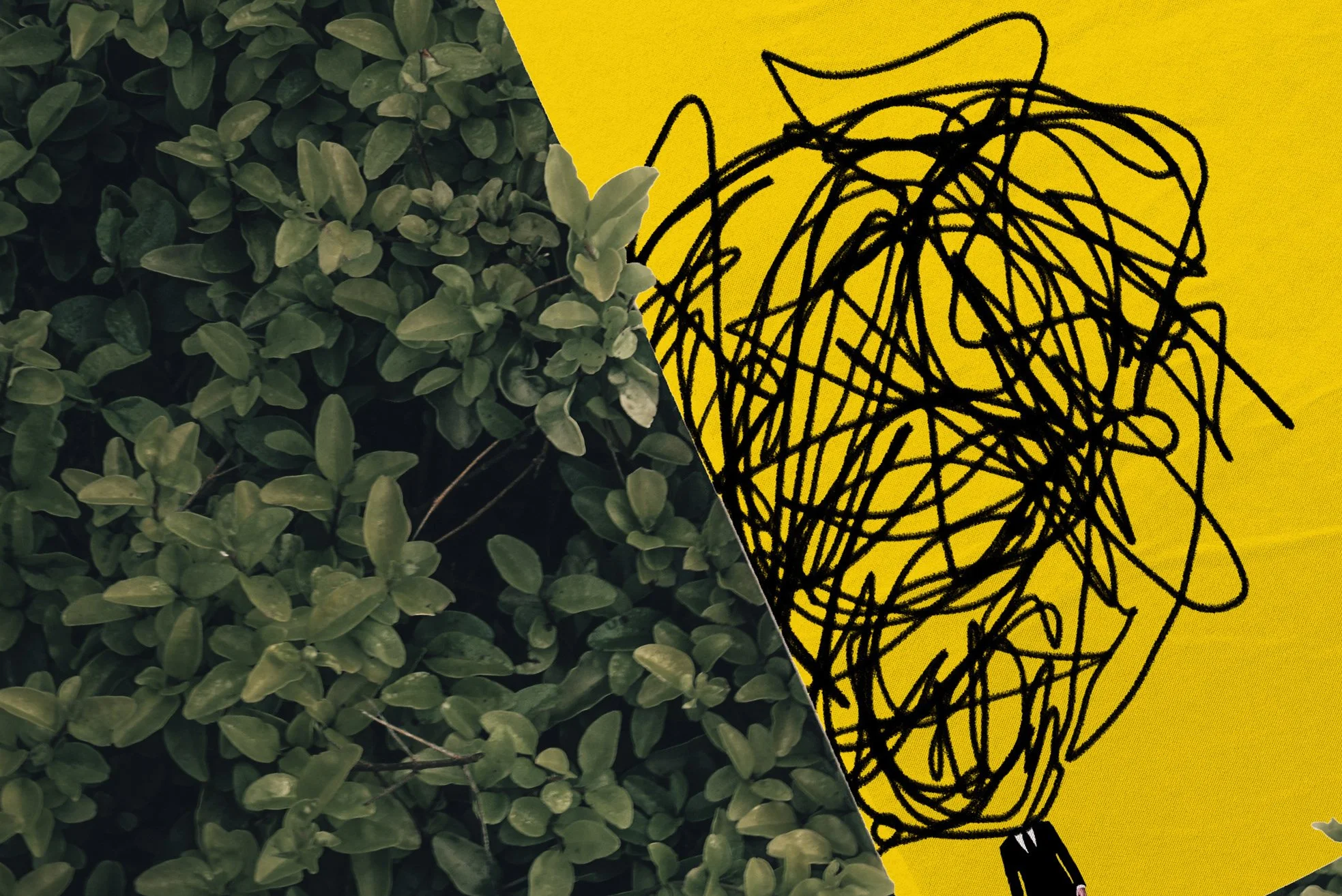 Into The Wild Book Covers