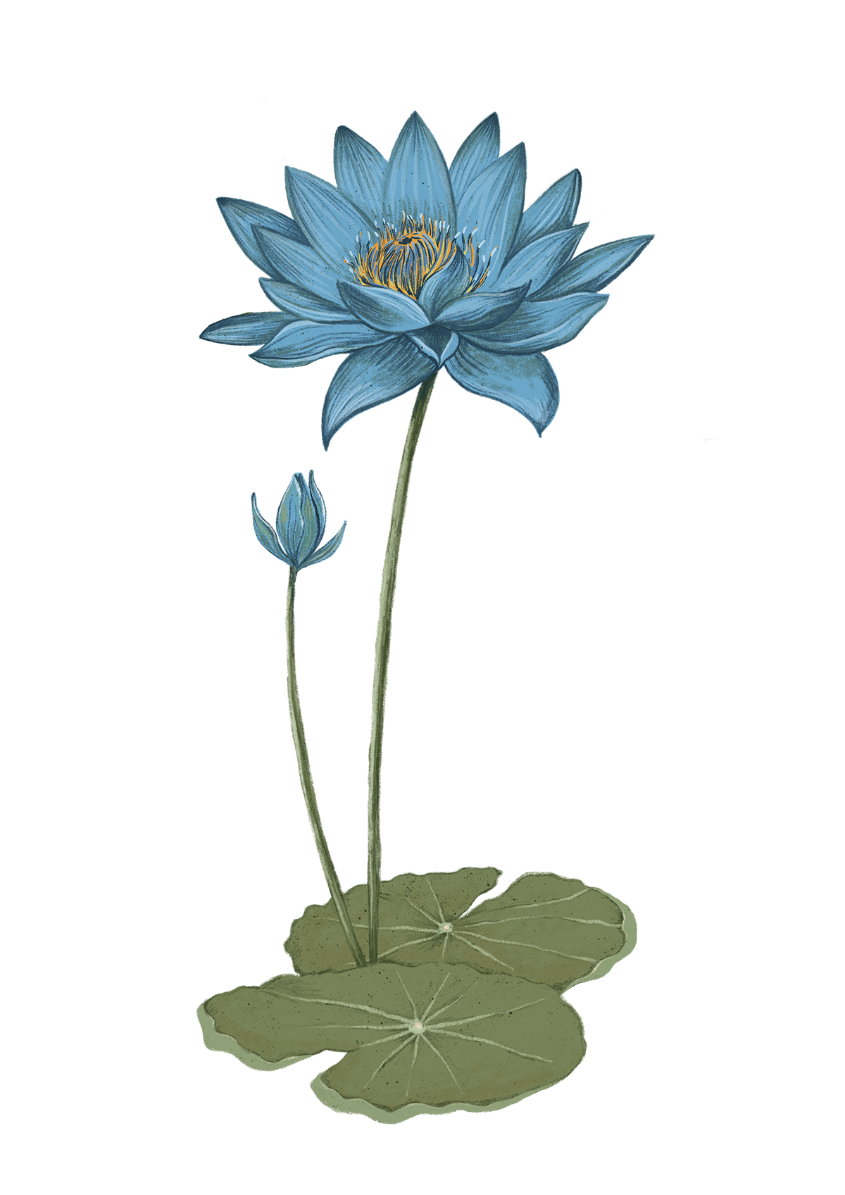 A blue lotus flower graphic representing the unfolding journey of inner peace and spiritual growth.