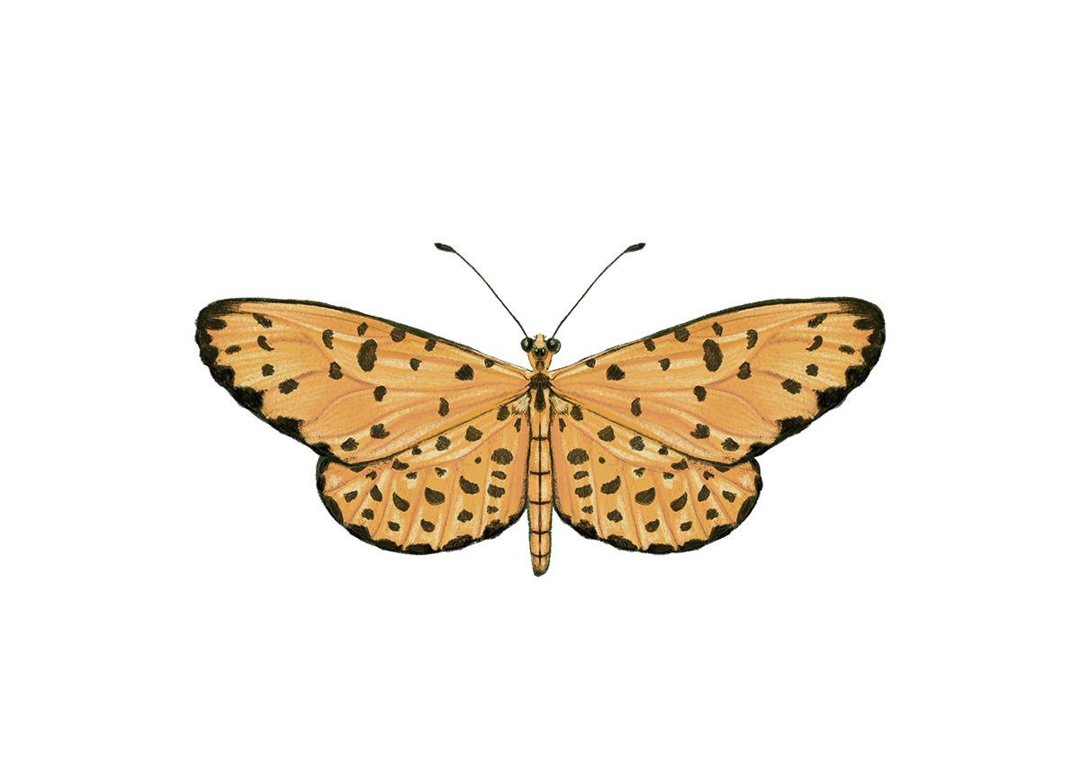 A detailed yellow butterfly illustration representing the power of transformation at Zambezi Healing Arts.