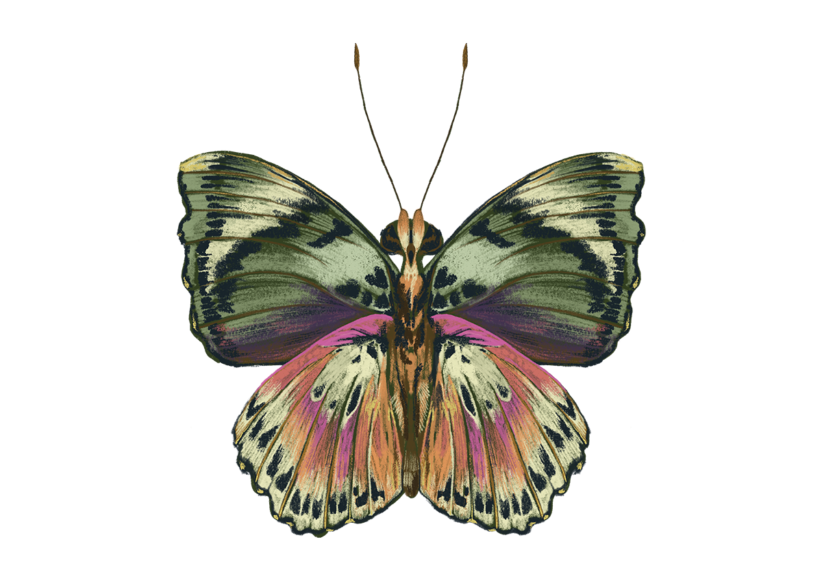 A detailed butterfly illustration representing the power of transformation at Zambezi Healing Arts.