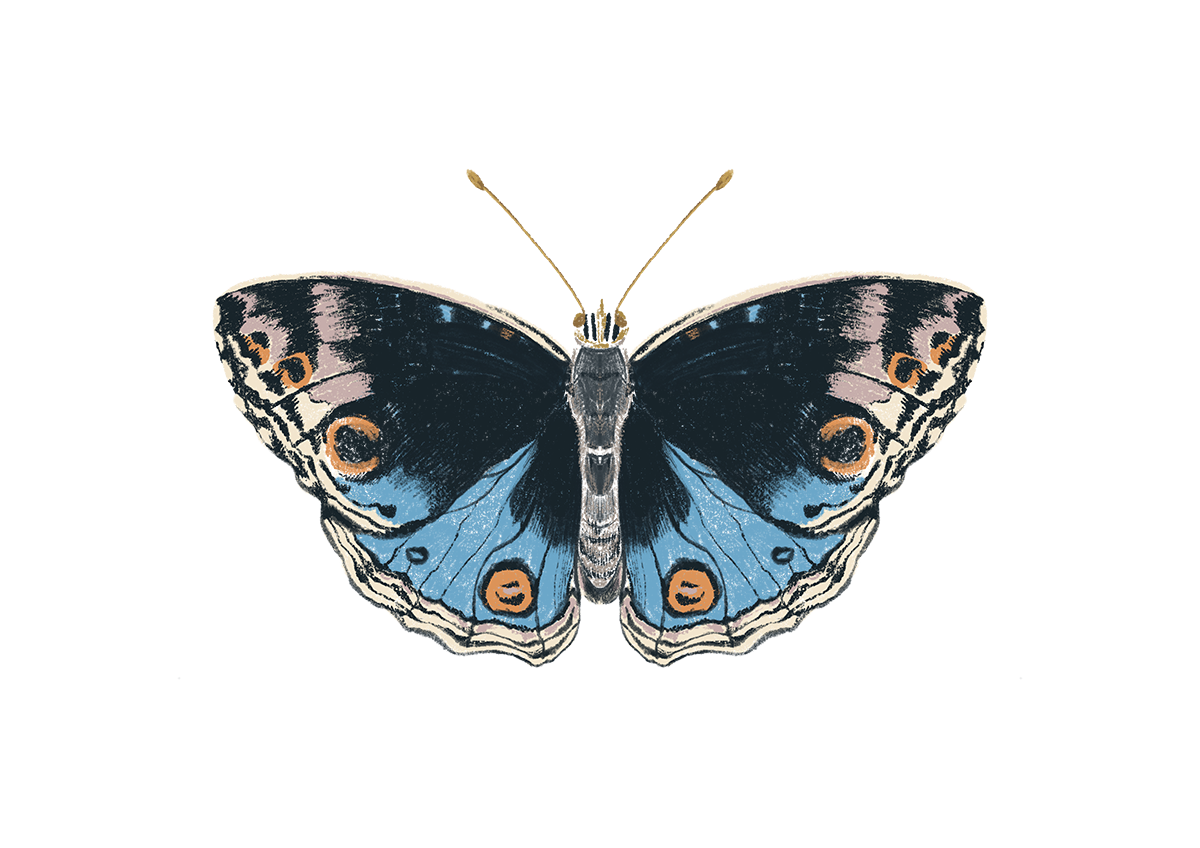 A detailed blue butterfly illustration representing the power of transformation at Zambezi Healing Arts.