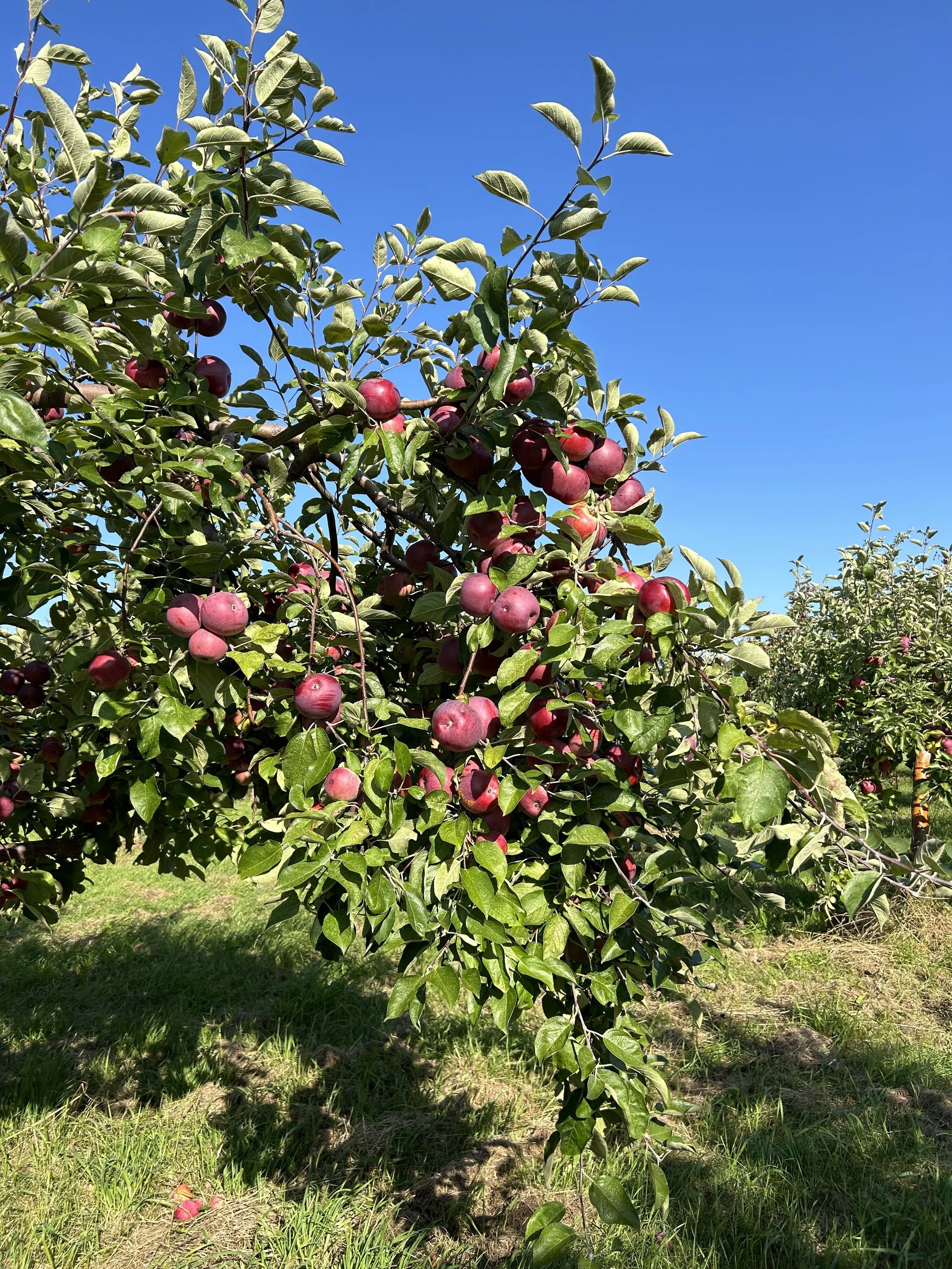Un pommier chargé de pommes rouges planté dans un verger sous un ciel bleu clair.