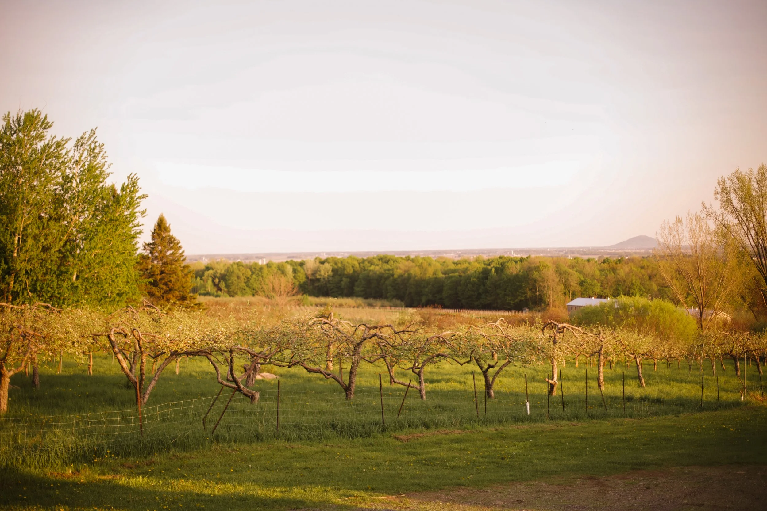 Paysage rural avec des arbres, une clôture en fil de fer, un champ et un horizon avec des montagnes au loin, sous un ciel clair avec une lumière douce.