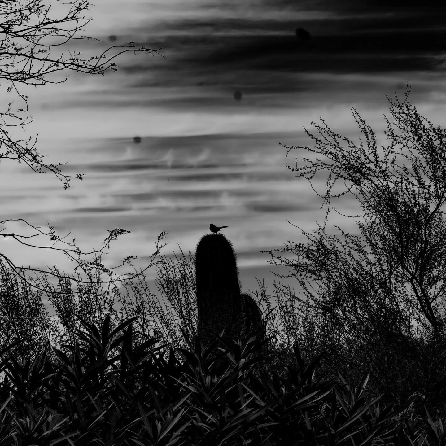 The big AZ with big BZ

#arizona #arizonaphotography #naturephotography #birds #photographer