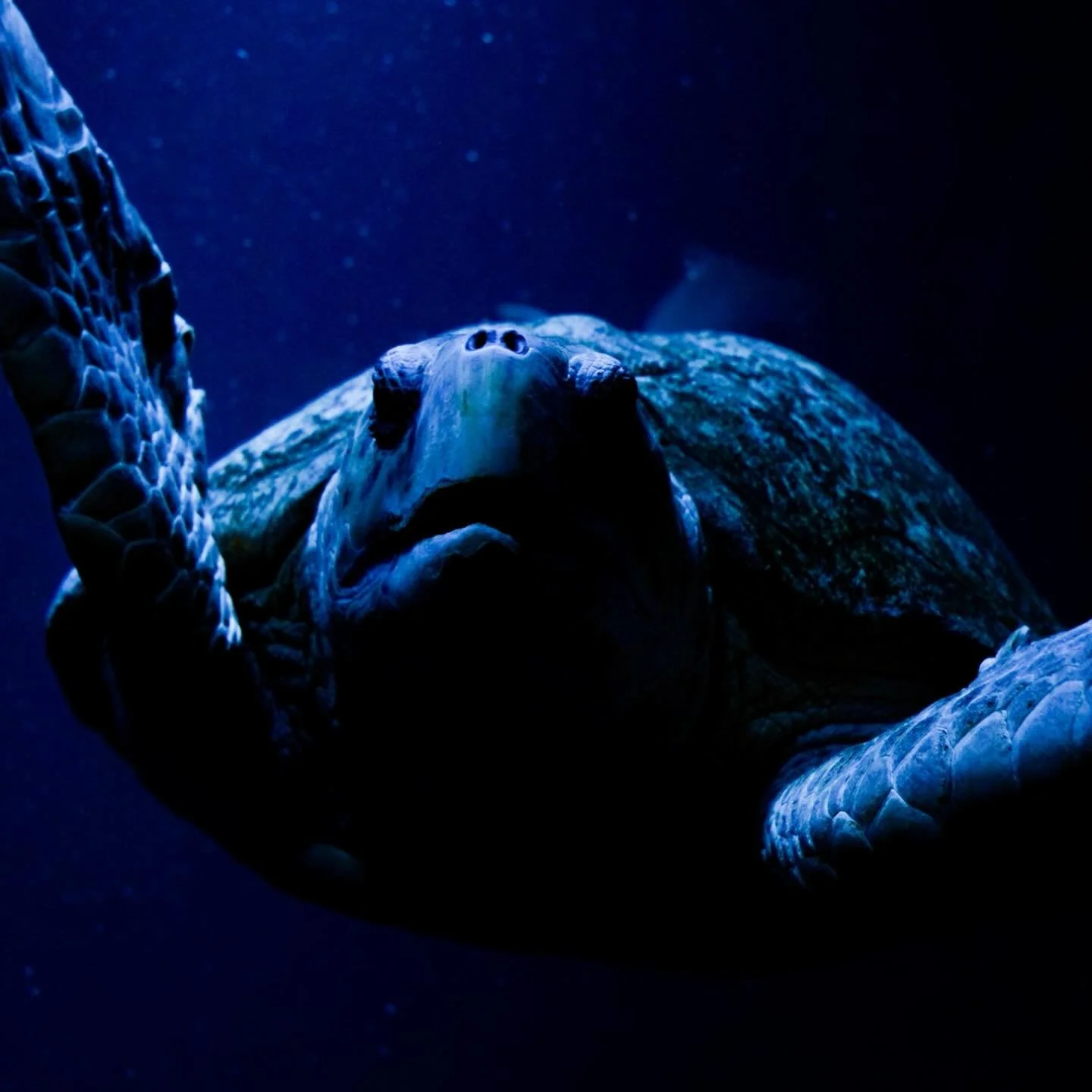 Aquarium

#photo #photography #aquarium #aquariumphotography #wildlifephotography