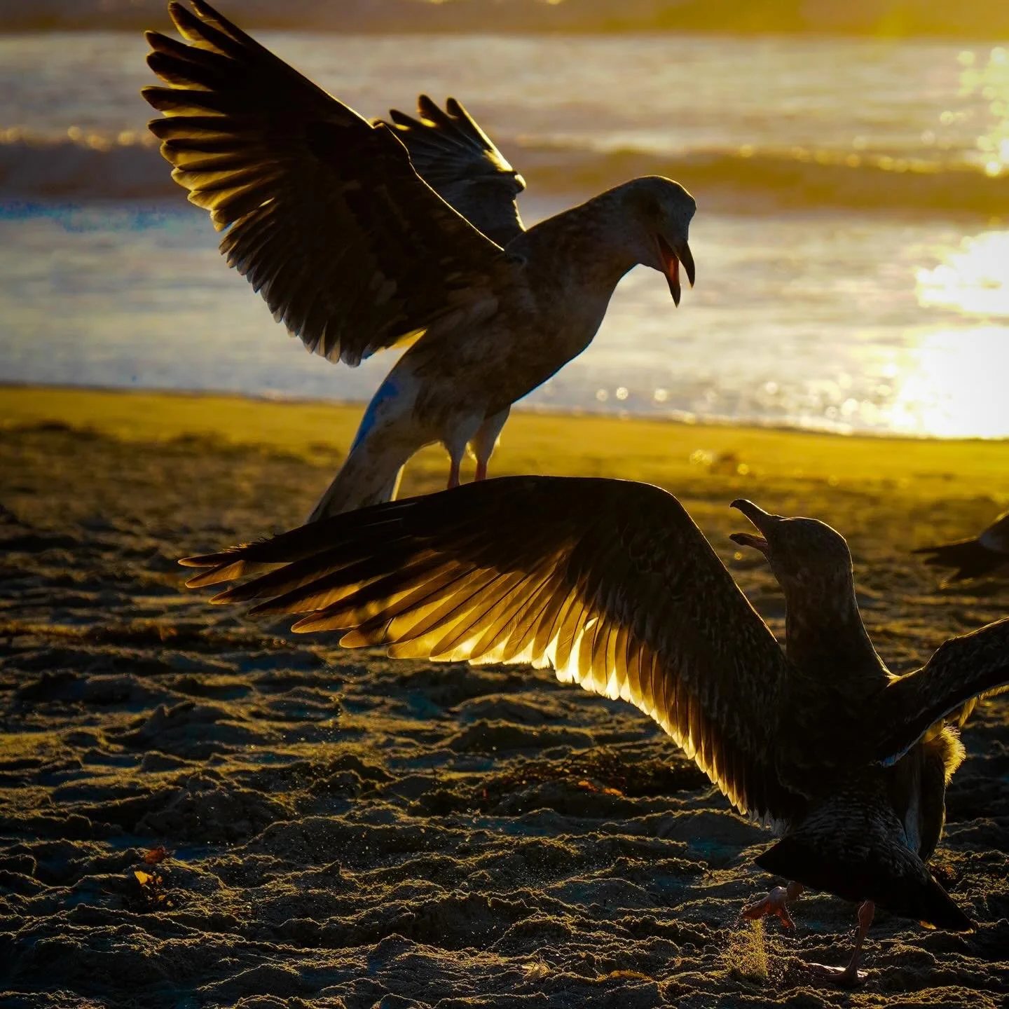 Birds, Bubbles, and the Beach with Bobby Z

#photographer #sandiego #streetphotography #beach #birdphoto