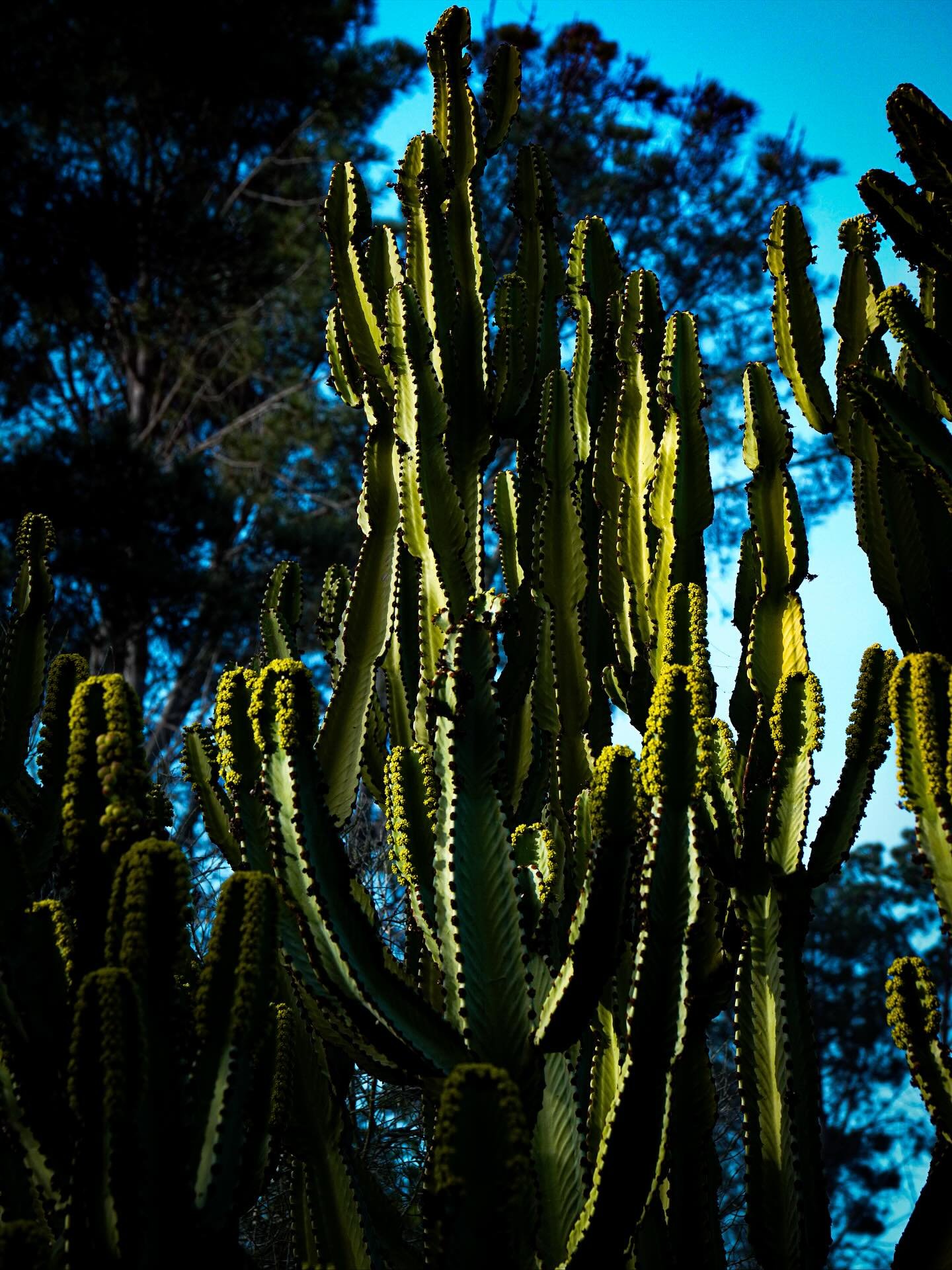 Natural Beauty

#photographer #photography #plants #flowers #streetphotography #naturephotography #nature #sandiego #encinitas #plantlife
