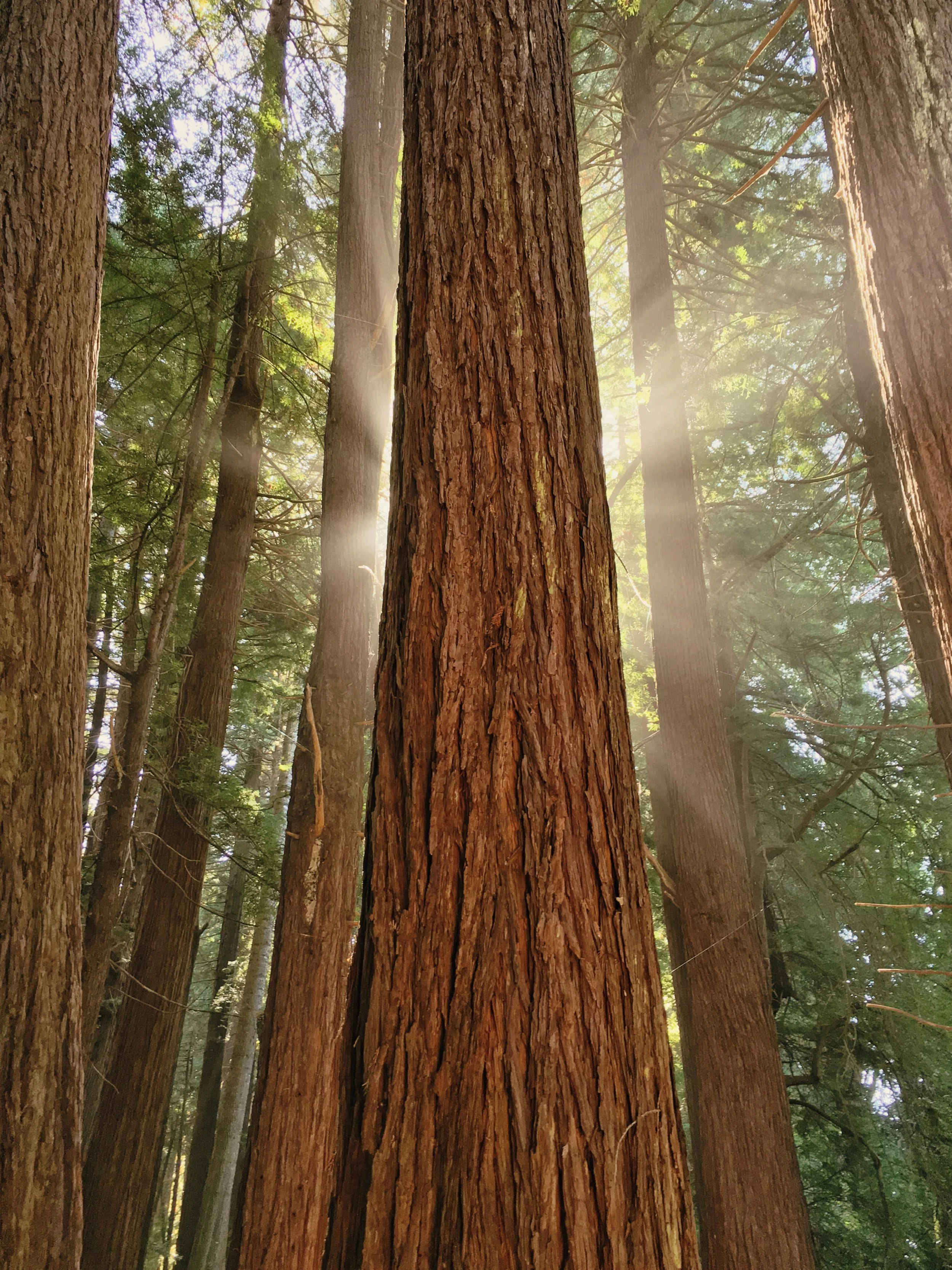 Self-Love, Awareness, and the Inner Sanctuary