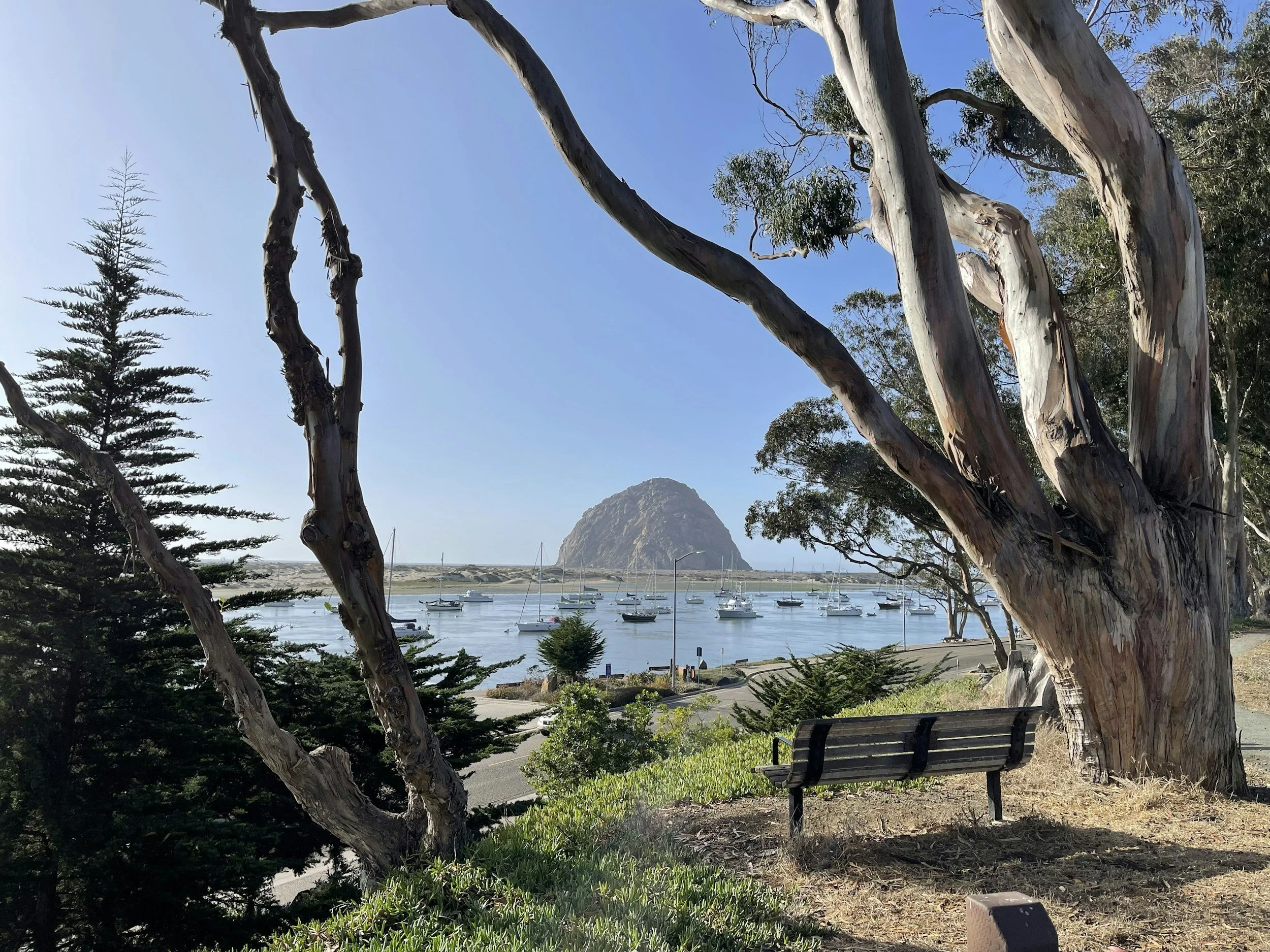 A scenic coastal view with a large, twisted eucalyptus tree in the foreground, a marina with sailboats in the middle ground, and a large rock formation in the background under a clear blue sky.