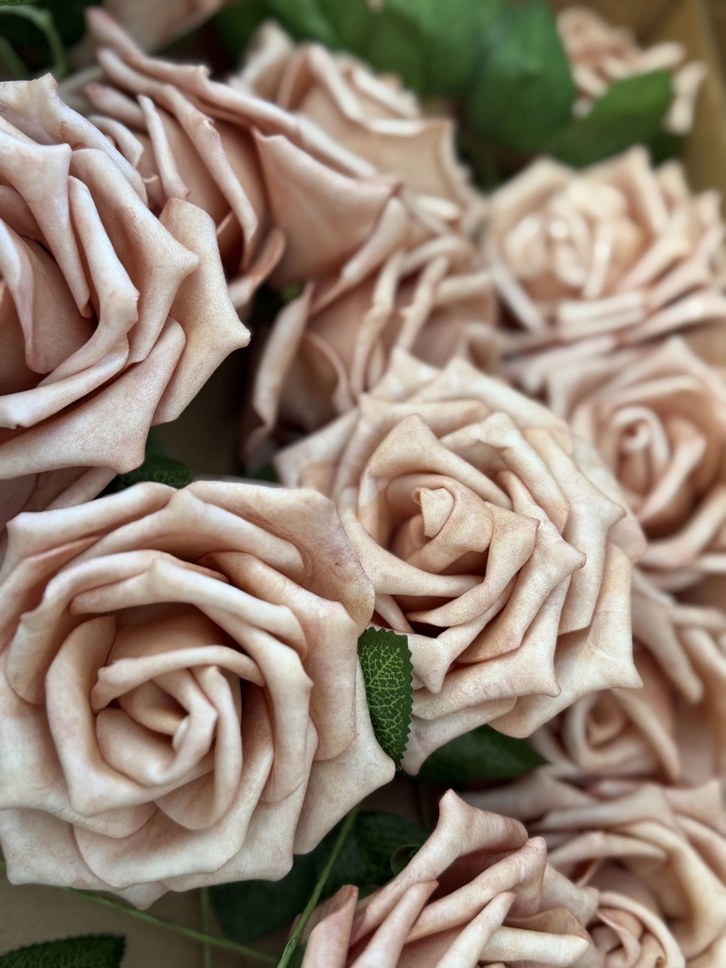 Close-up of pale pink roses with green leaves.