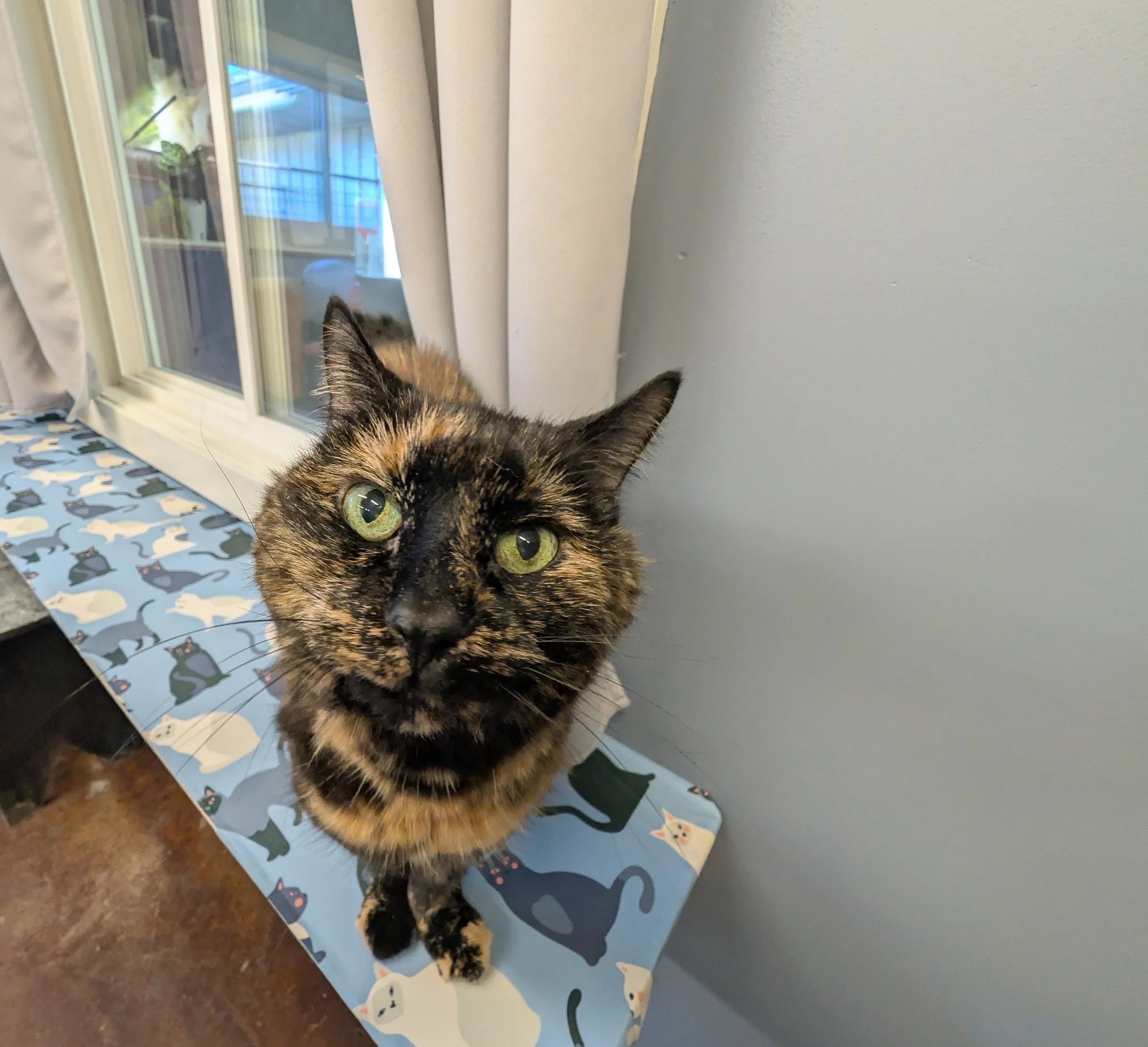 A tortoiseshell cat with green eyes leaning over a table with a tablecloth featuring various cartoon cats, with a window and light gray wall in the background.