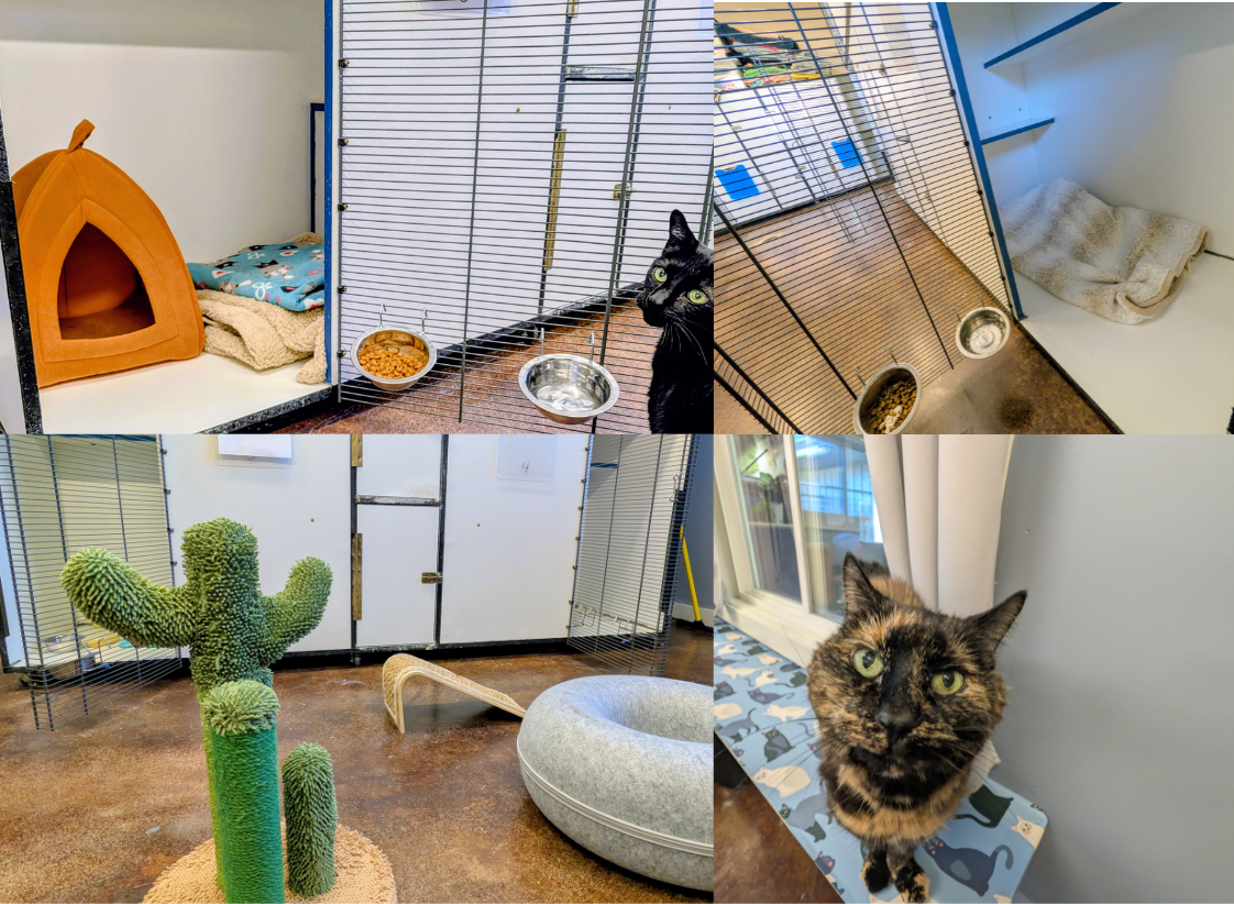 Pictures of various cats and a cattery facility with kitty condos, accessories, and a cactus decoration.
