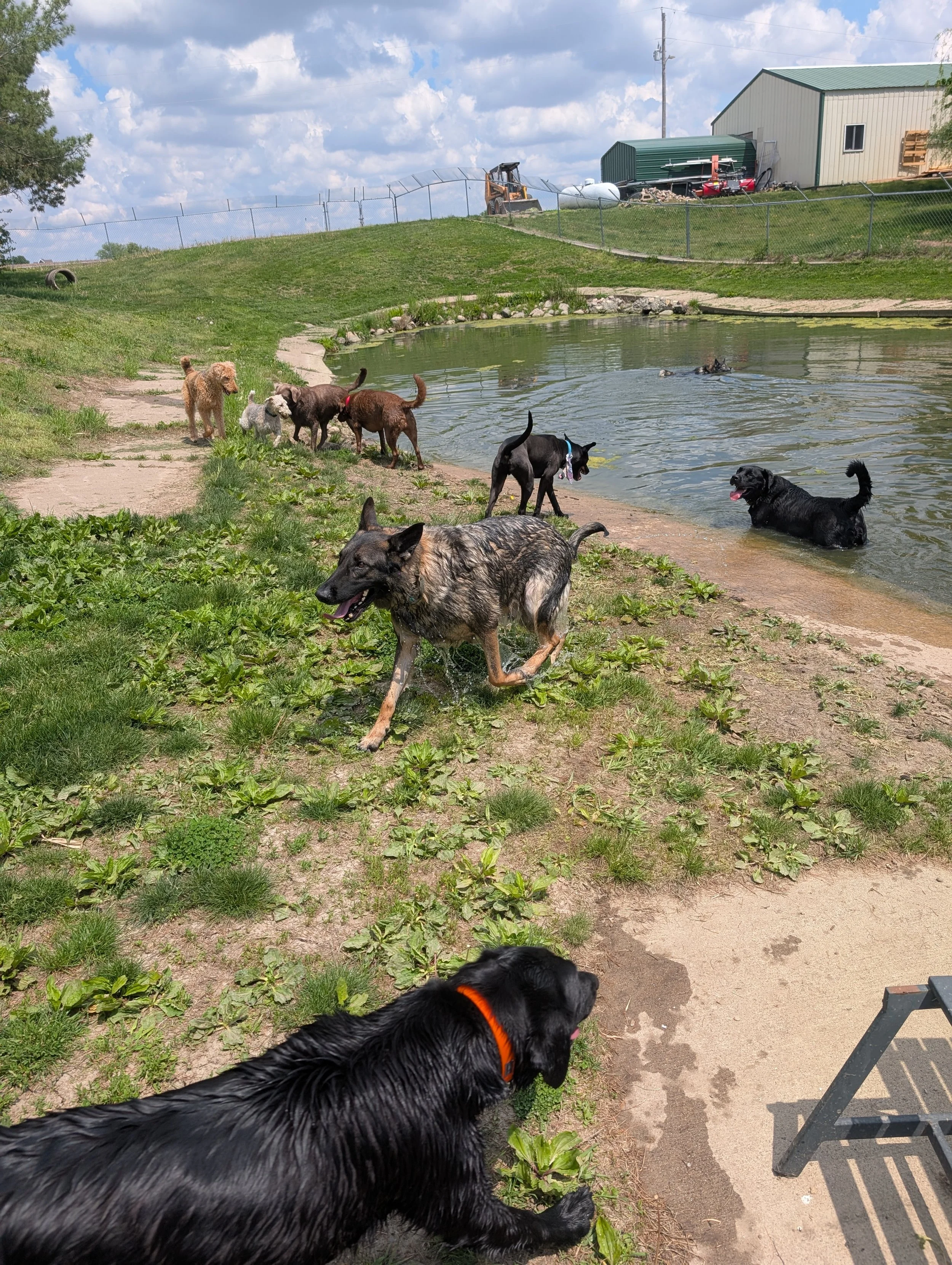 Multiple dogs of different breeds playing and swimming at a pond in a park on a partly cloudy day. There is a fencing, a building, and some gardening equipment in the background.