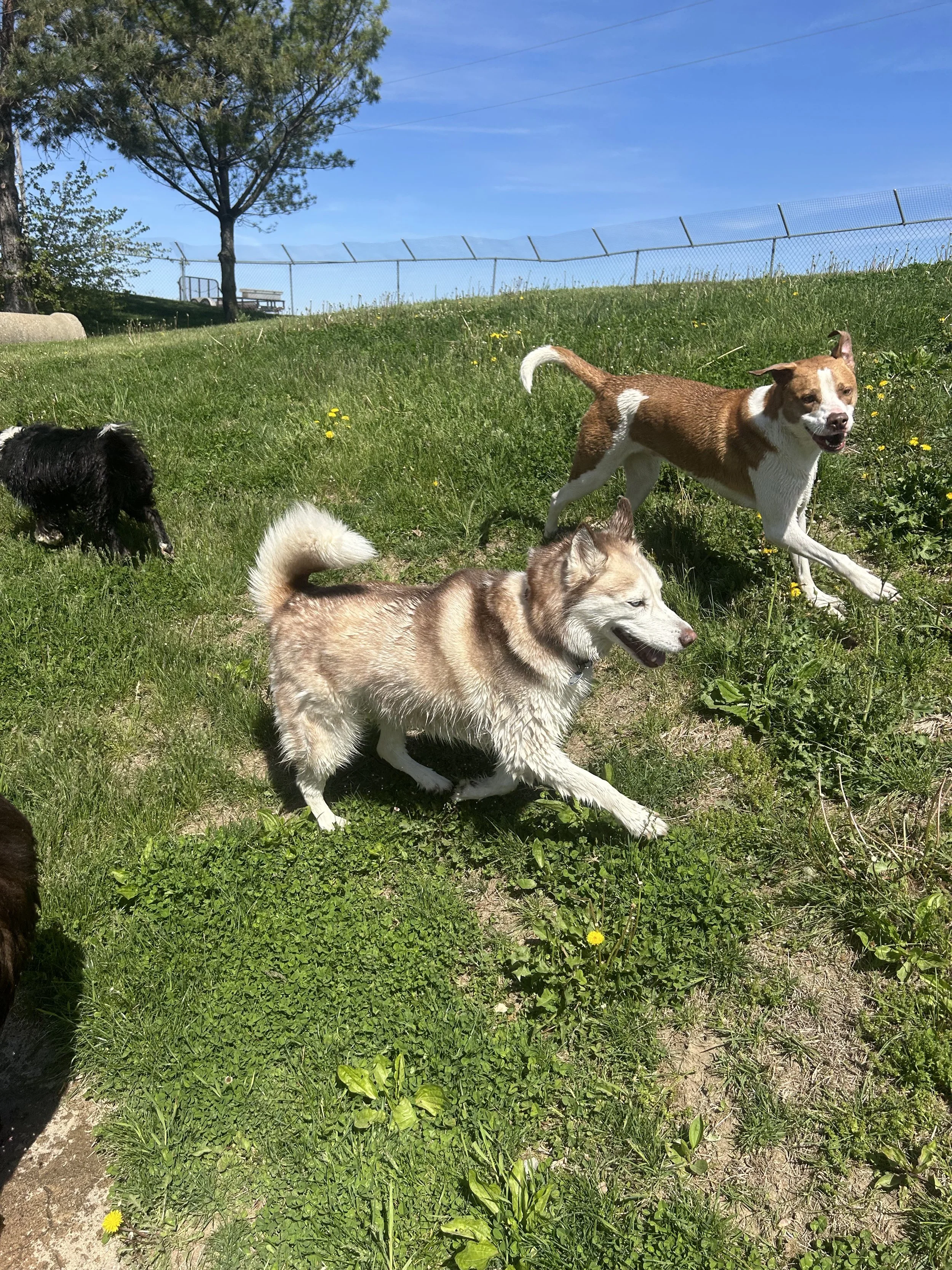 Three dogs playing on a grassy hill under a clear blue sky with a fence, trees, and a park bench in the background.