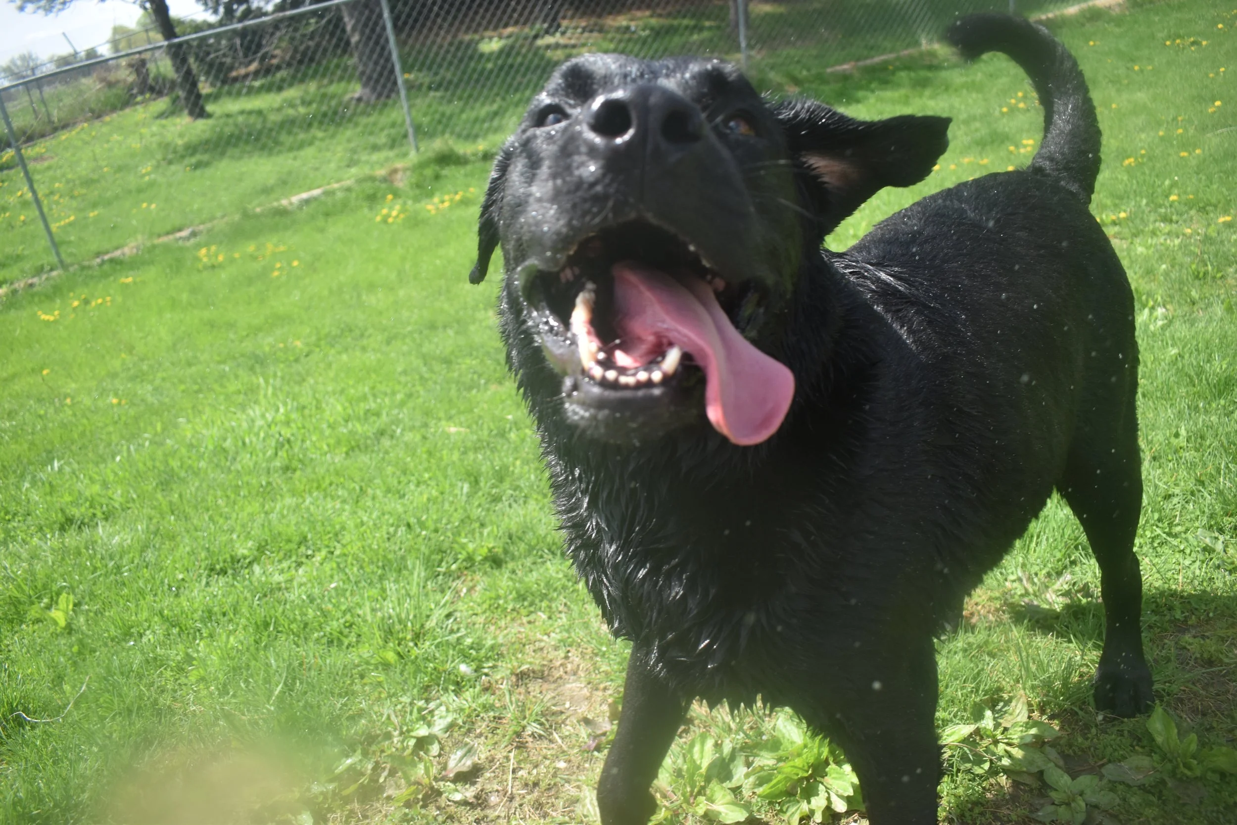 A black dog with wet fur, tongue out, captured behind a glass surface outdoors in a grassy area, possibly a park or backyard.