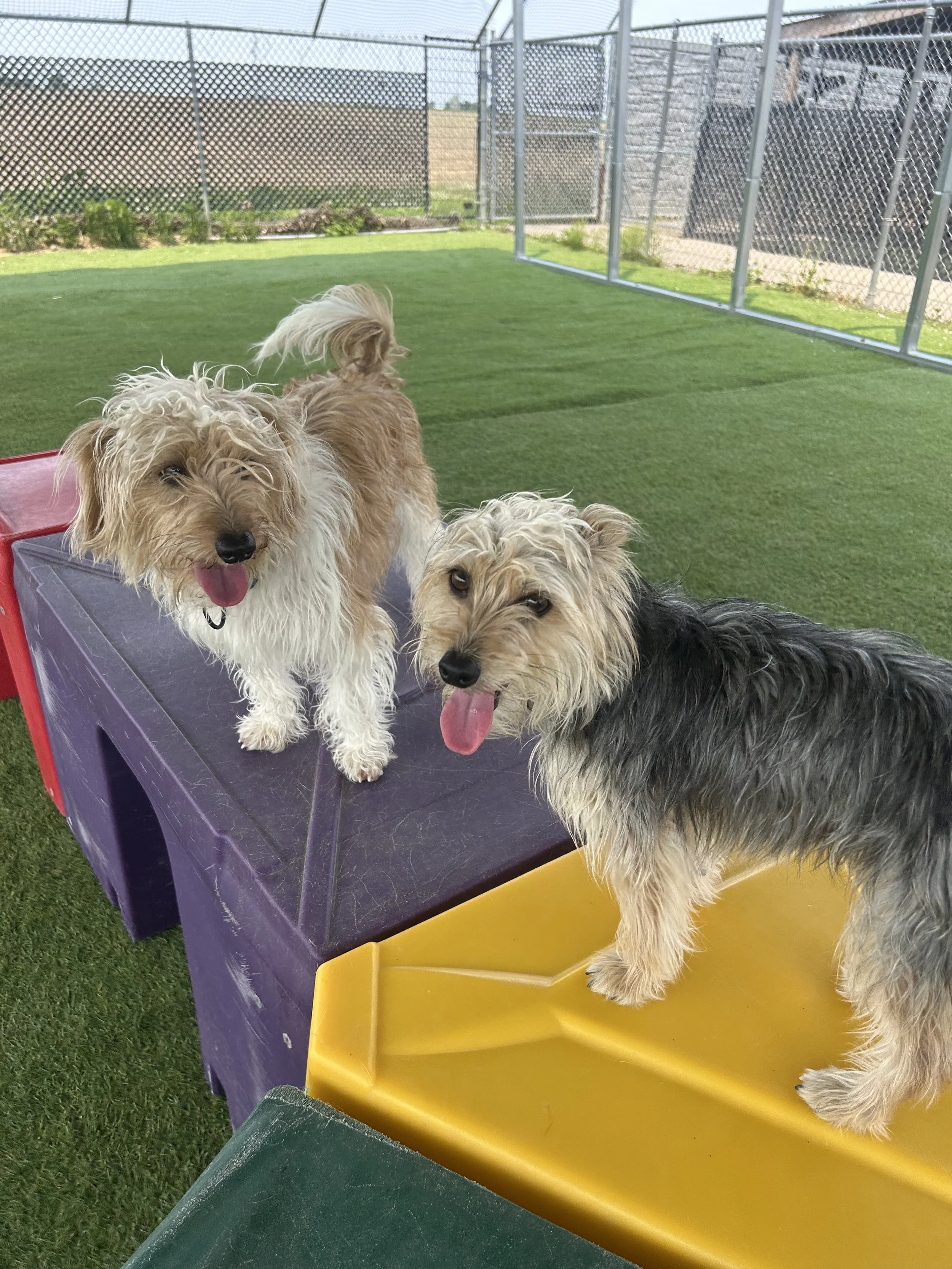 Three fluffy dogs with long fur and happy expressions sitting on a purple platform inside an outdoor fenced area with green grass and a chain-link fence.