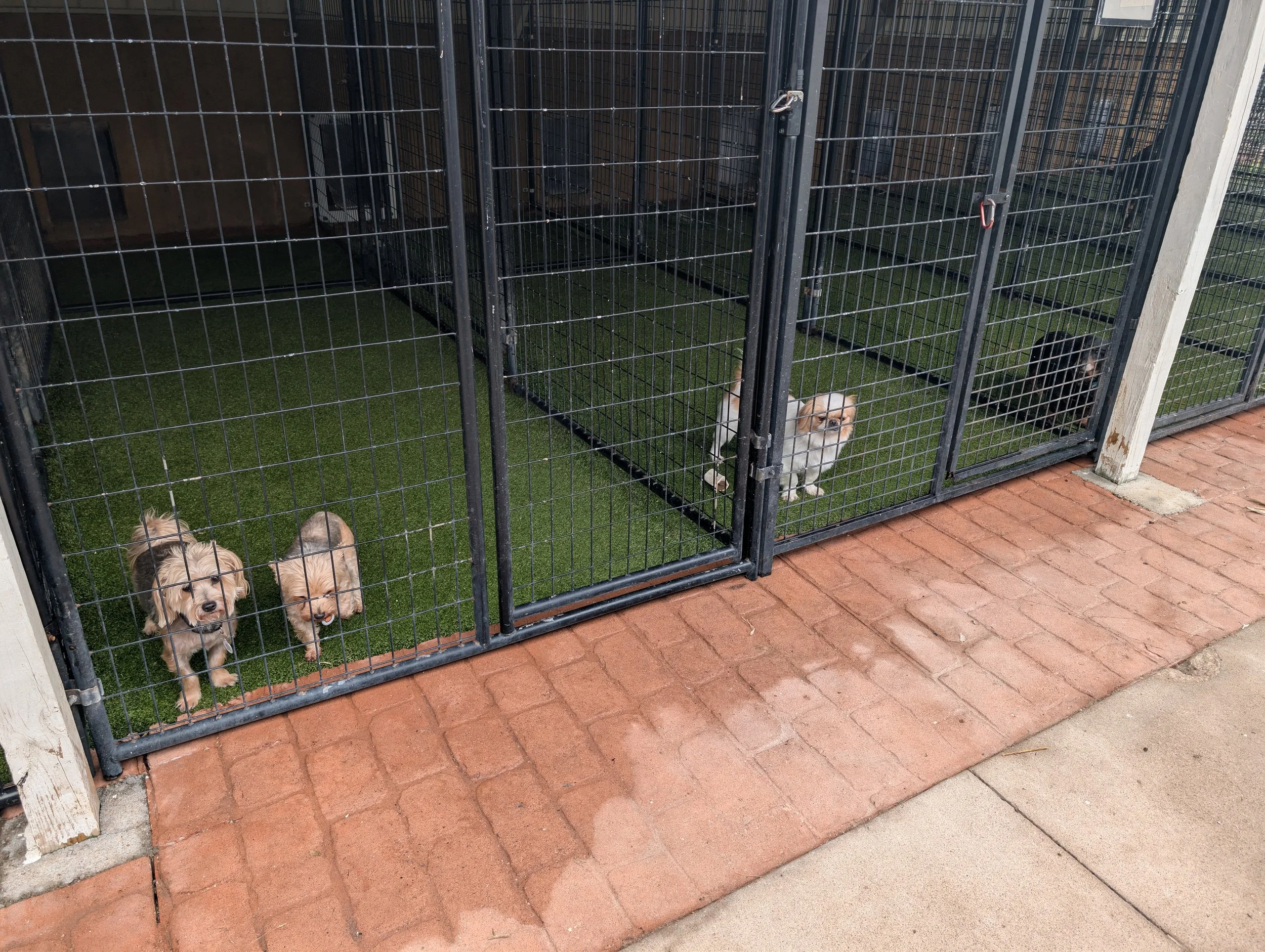 Dog kennel with two dogs inside, one small white dog and another black dog, on green artificial grass in the outside portion of the kennel run.