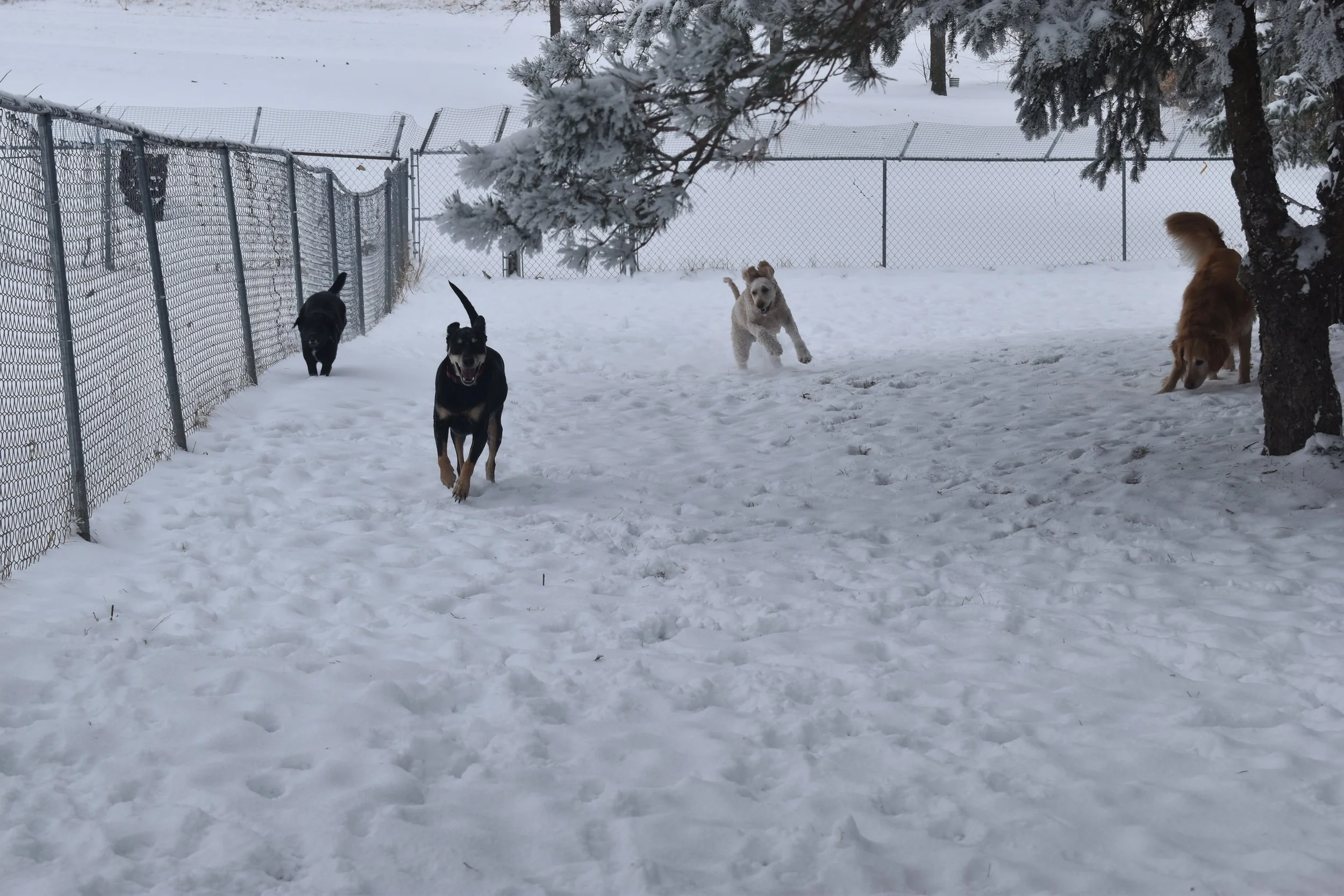 Four dogs playing and running in a snowy fenced yard with snow-covered trees and a cloudy sky.