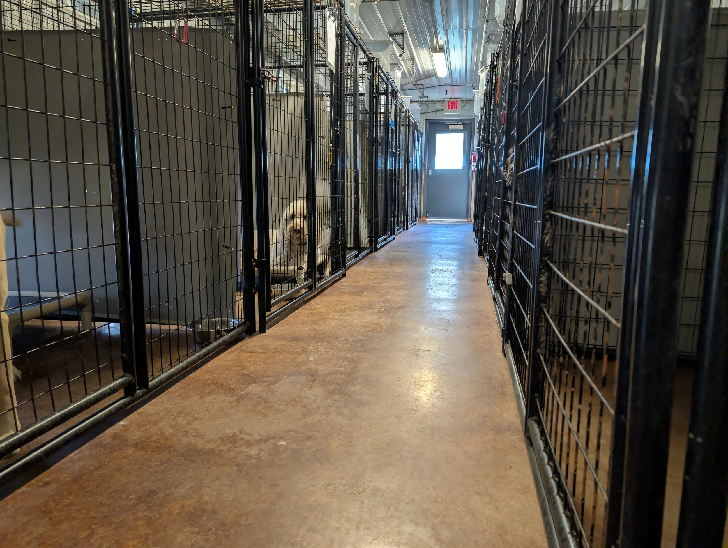 A puppy inside a kennel in an pet boarding facility hallway, with rows of similar kennels on either side and a door with an exit sign at the end of the hallway.