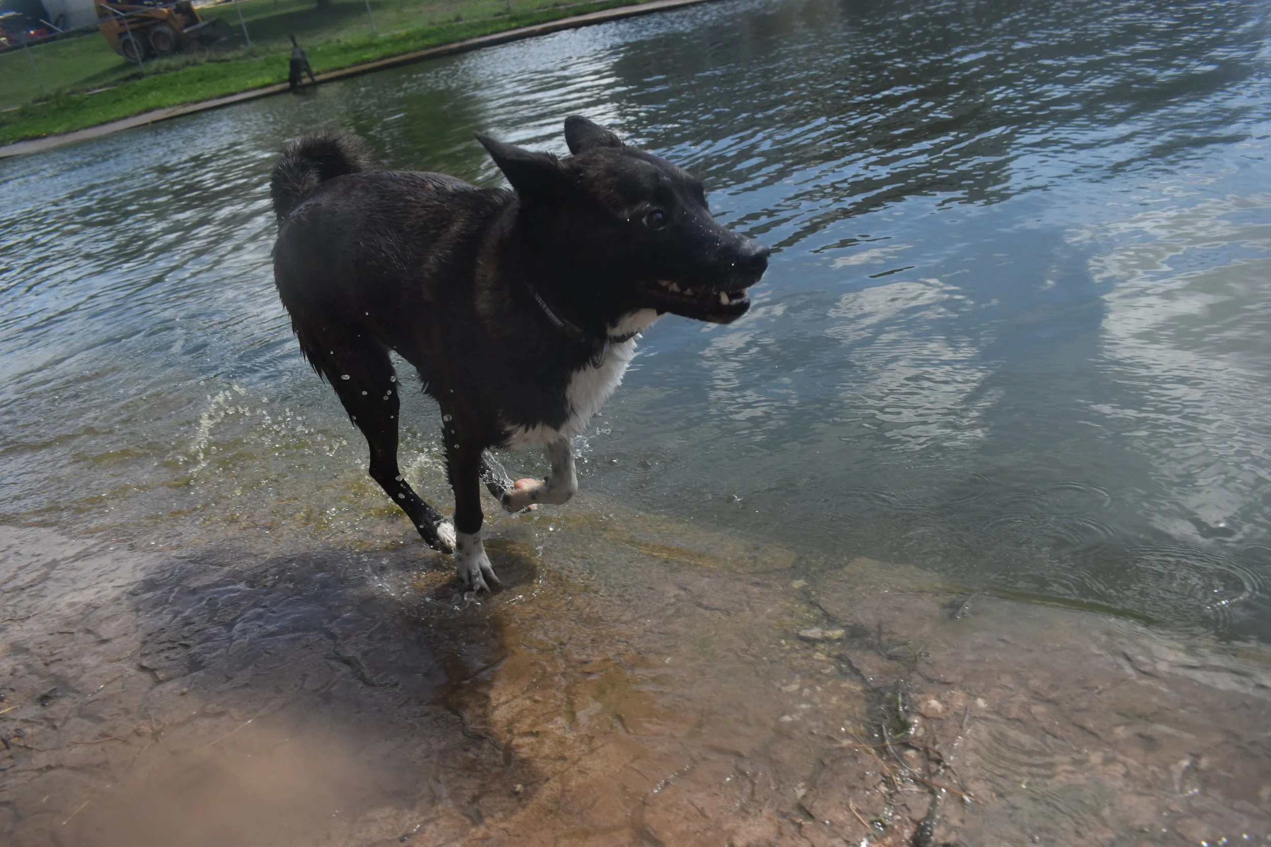 A black and white dog running into a body of water, with ripples and waves near the shore, in a park setting.