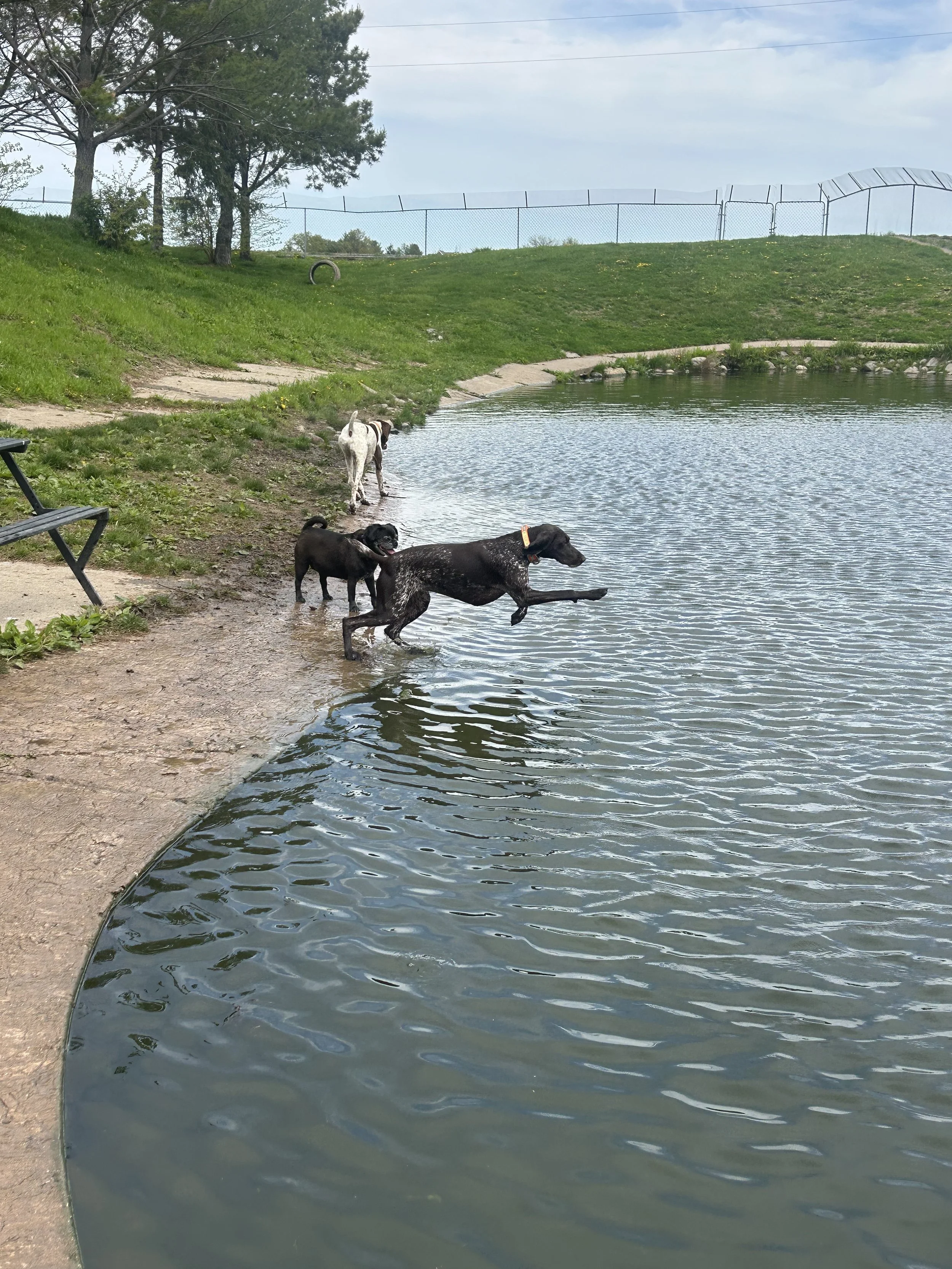 Three dogs at the edge of a lake, with one dog jumping into the water, a grassy hill, and a chain-link fence in the background.