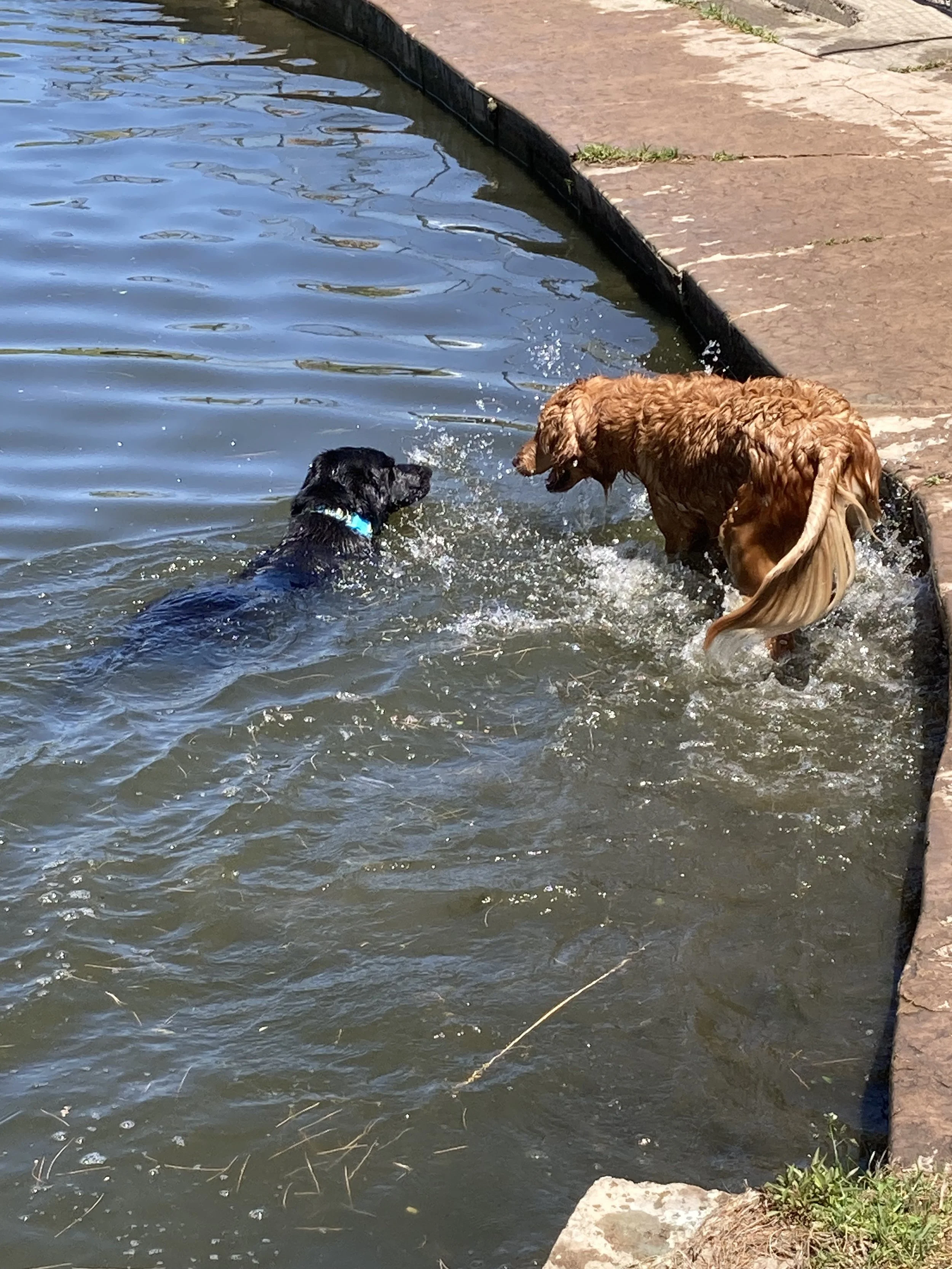 Two dogs, one black and one golden, playing in a body of water near a stone and concrete shoreline.