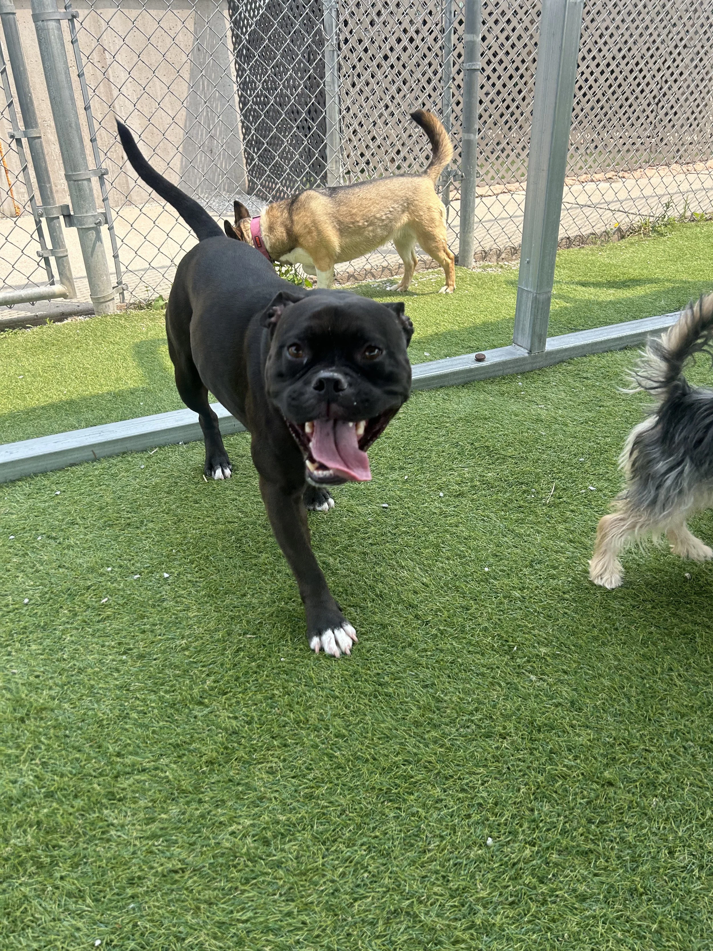 A black dog with a white mark on its chest and white paws running on green grass, with a brown dog with a pink collar sniffing the ground near a chain-link fence.
