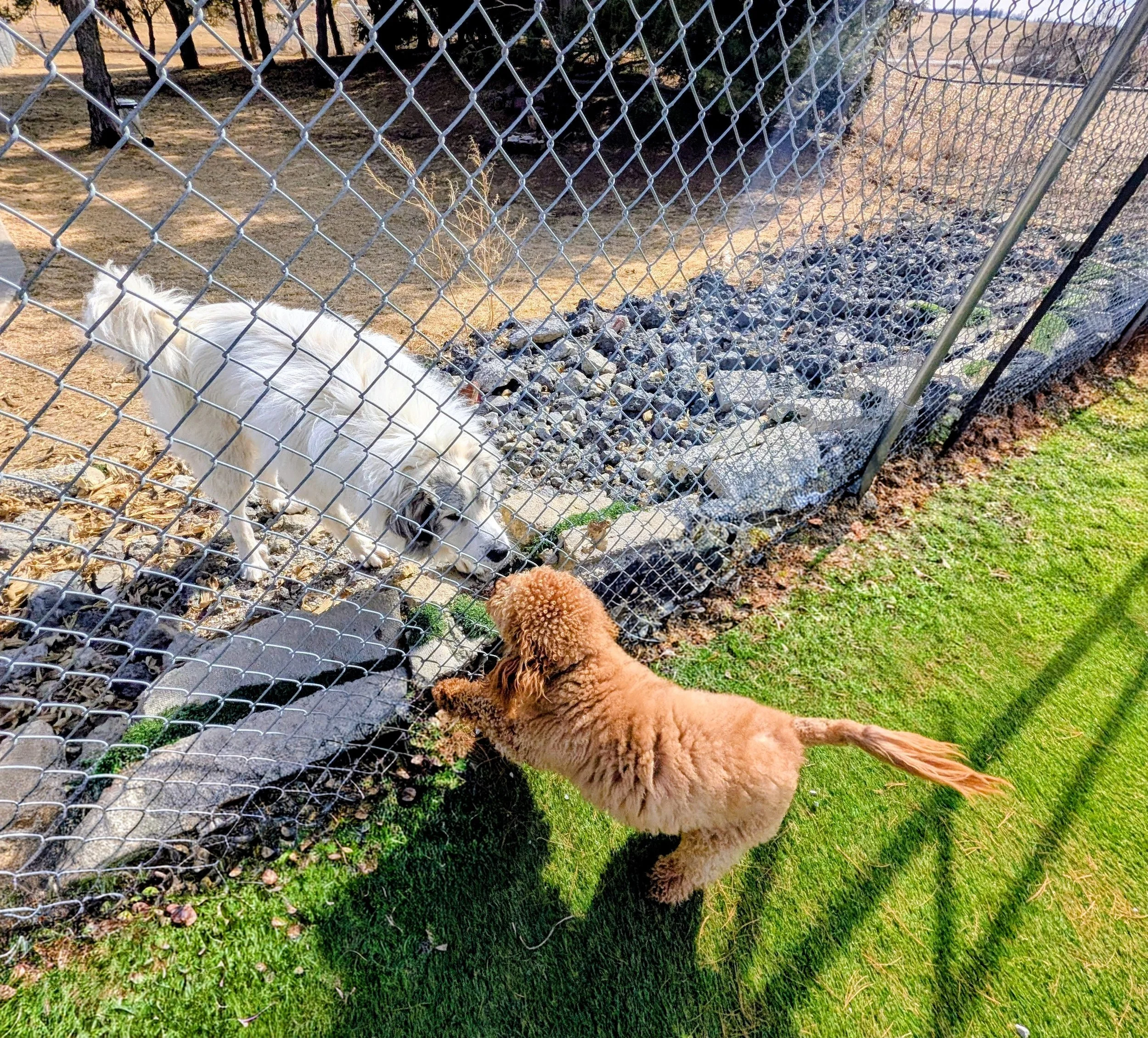 A white dog with long fur standing behind a chain-link fence, looking at an orange poodle outside the fence on grass, with trees and dirt in the background.