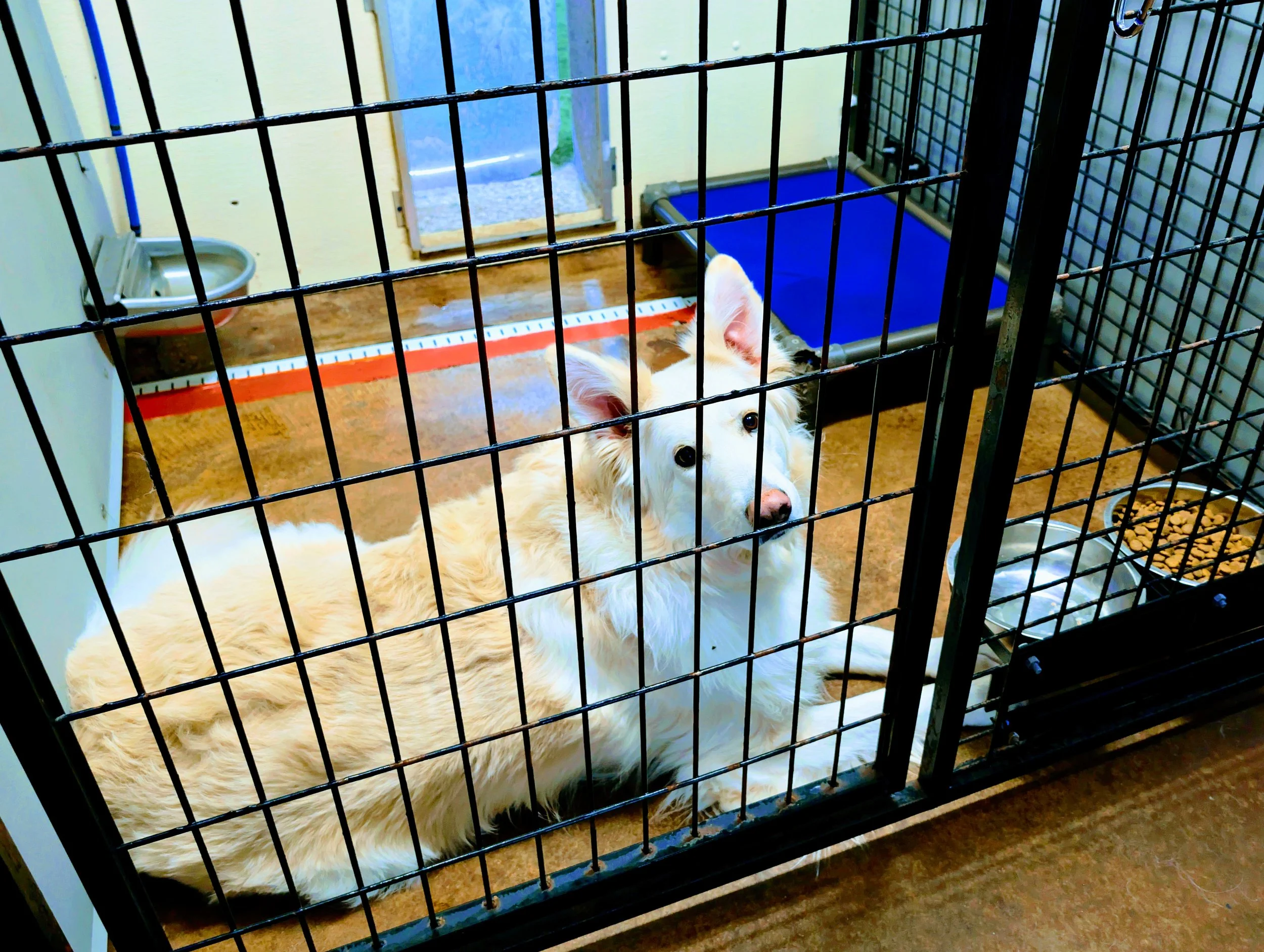 A white dog lying inside a kennel, looking through the bars with its head up. The kennel has a blue dog bed and a doggy door and an automatic water bowl.
