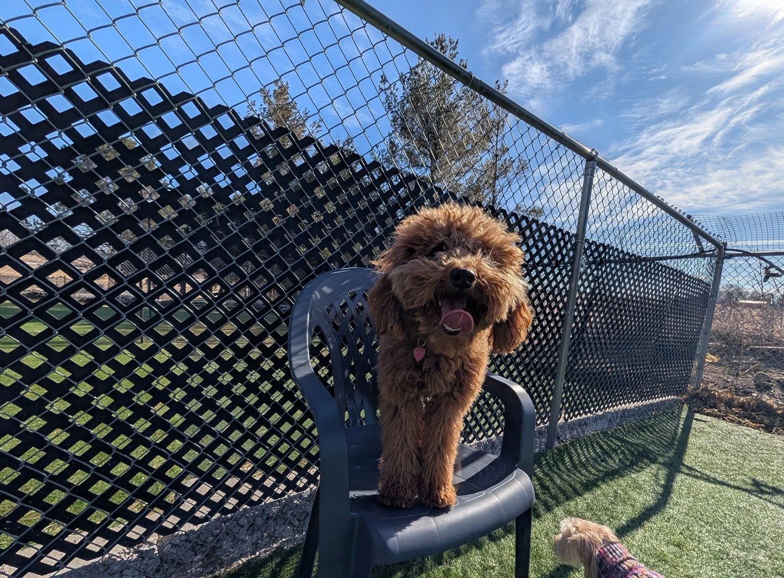 A happy brown curly-haired dog sitting on a plastic chair outdoors, with a fence and trees in the background under a blue sky.