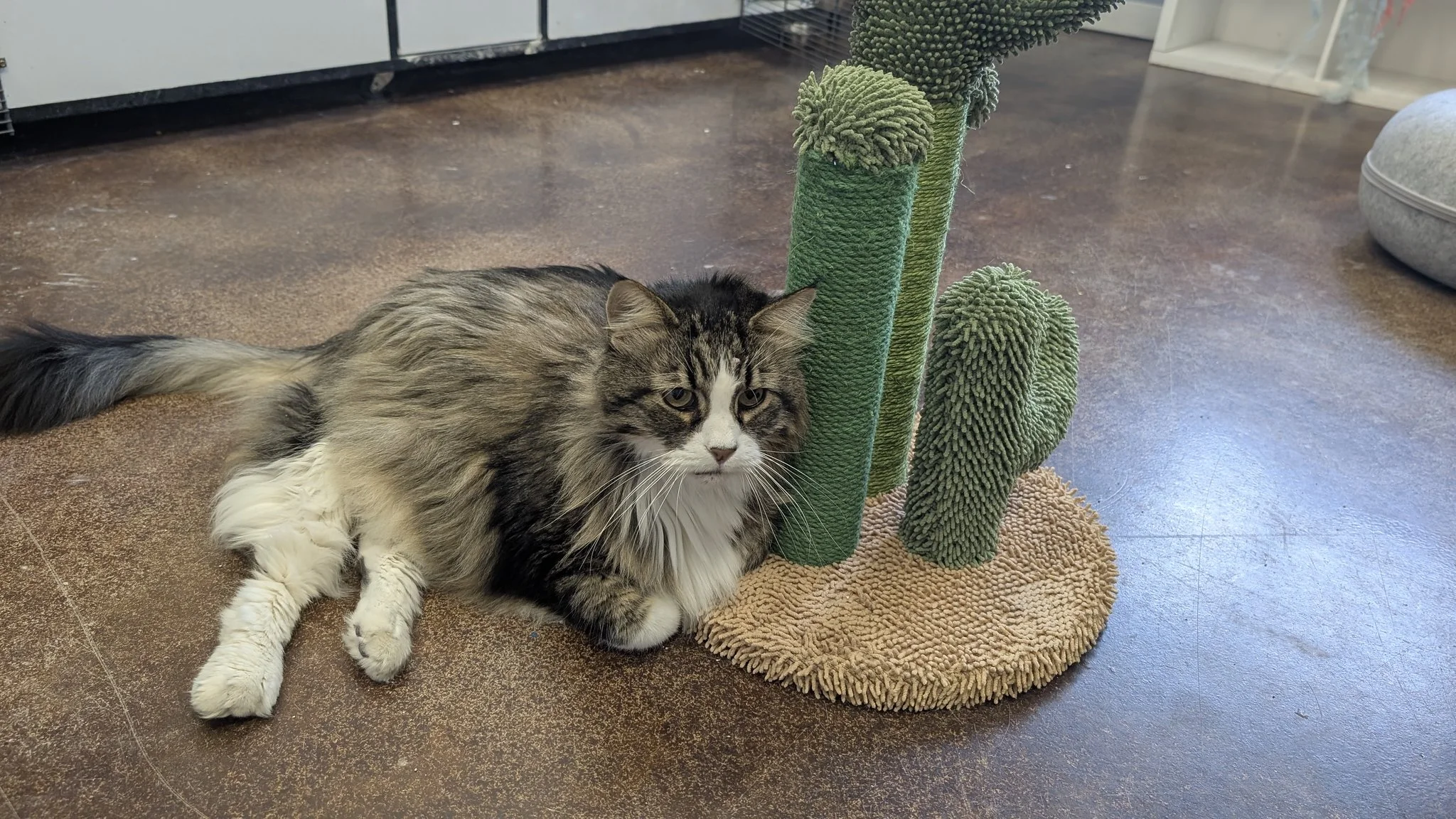 A long-haired gray and white cat lying on a textured beige rug next to a green cat scratching post in a room with a brown tiled floor.