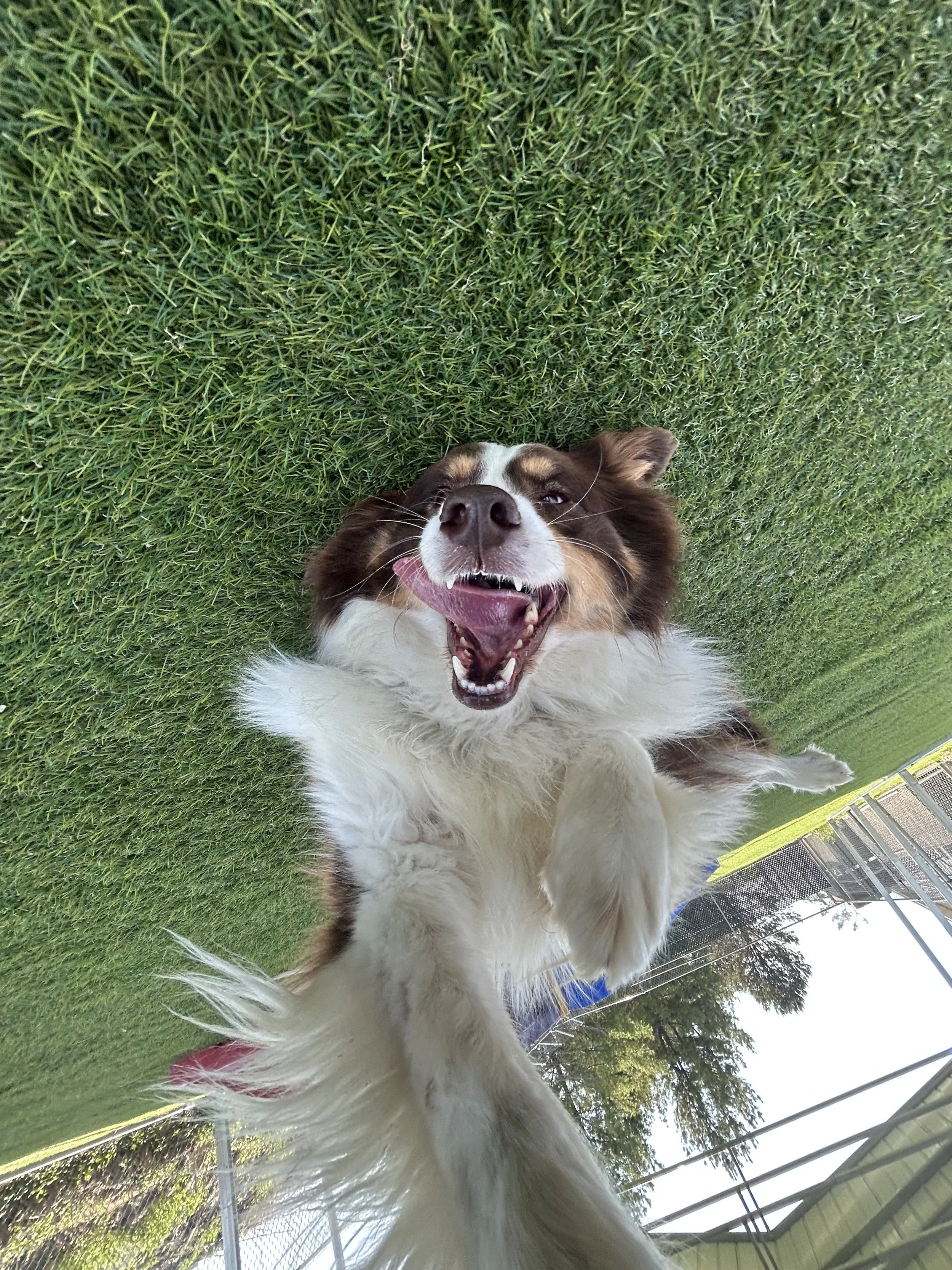 A happy dog lying on green grass, facing the camera with its mouth open and tongue out, outdoors on a sunny day.