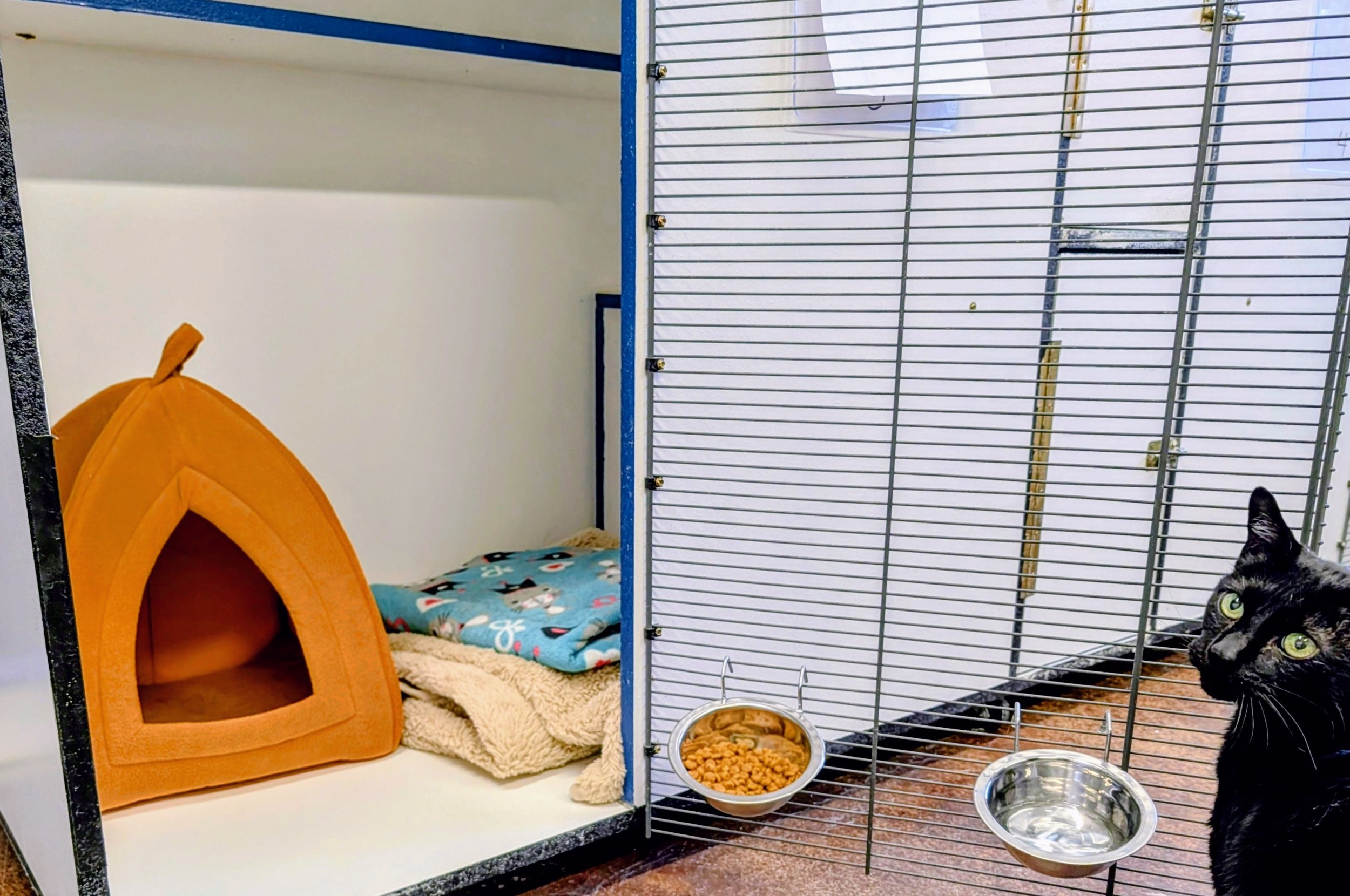 A small animal enclosure containing a cozy orange pet house, a fleece blanket, and a blue cushion with penguin patterns inside. There's food and water bowls, and a black and gray cat with yellow eyes sitting outside.